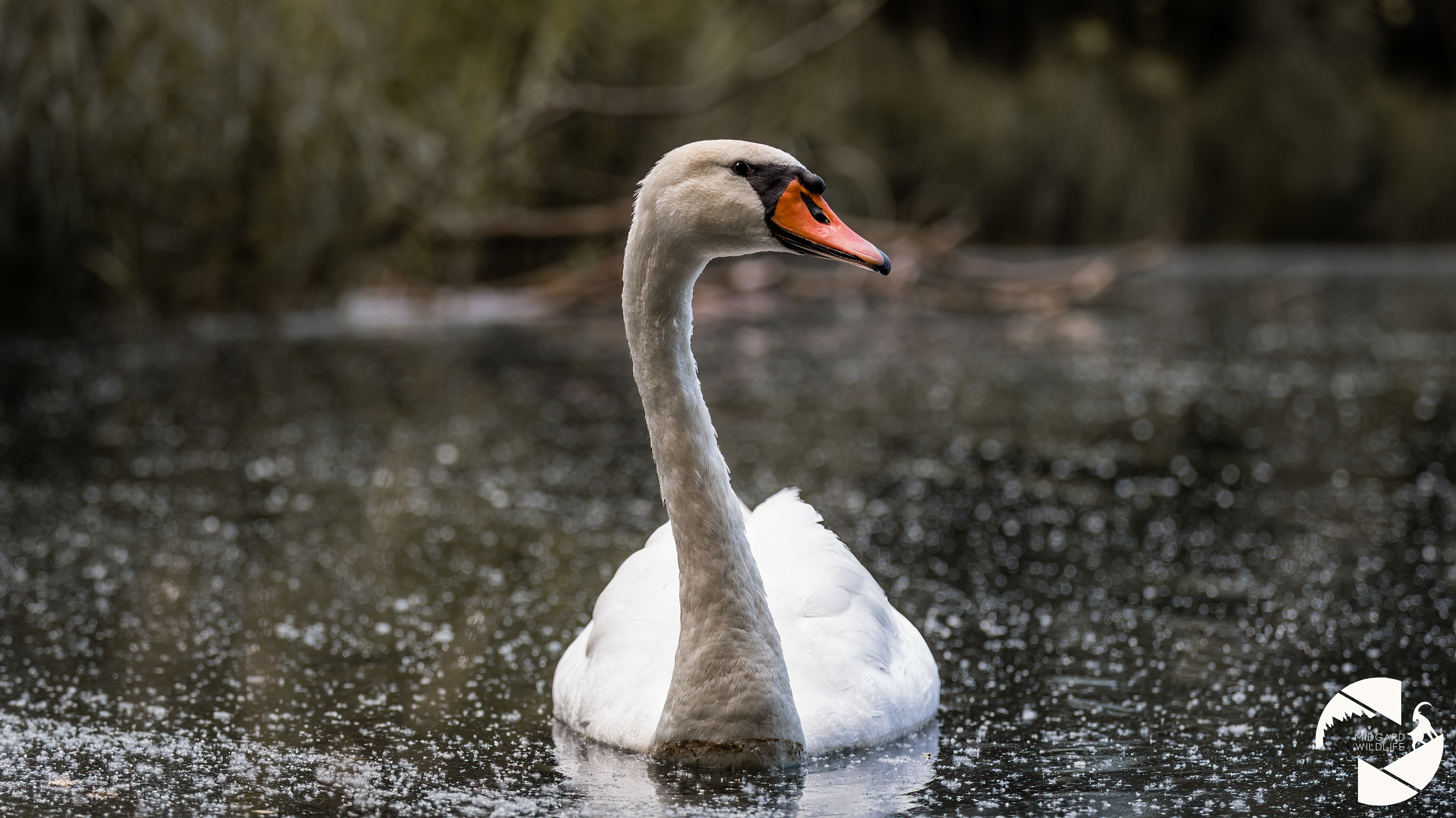 Cygne tuberculé