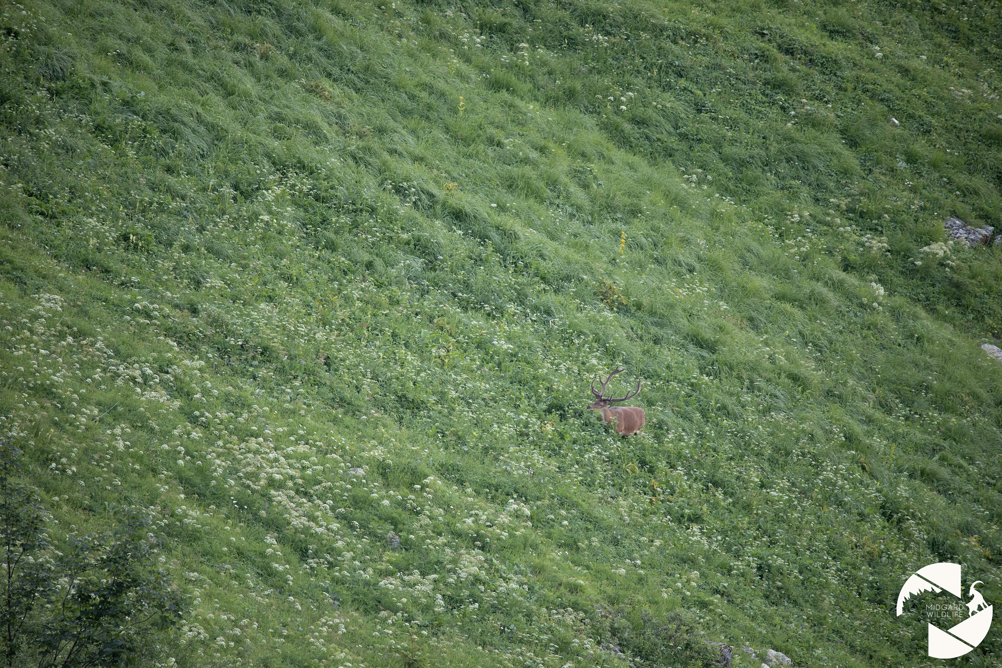 Cerf élaphe
