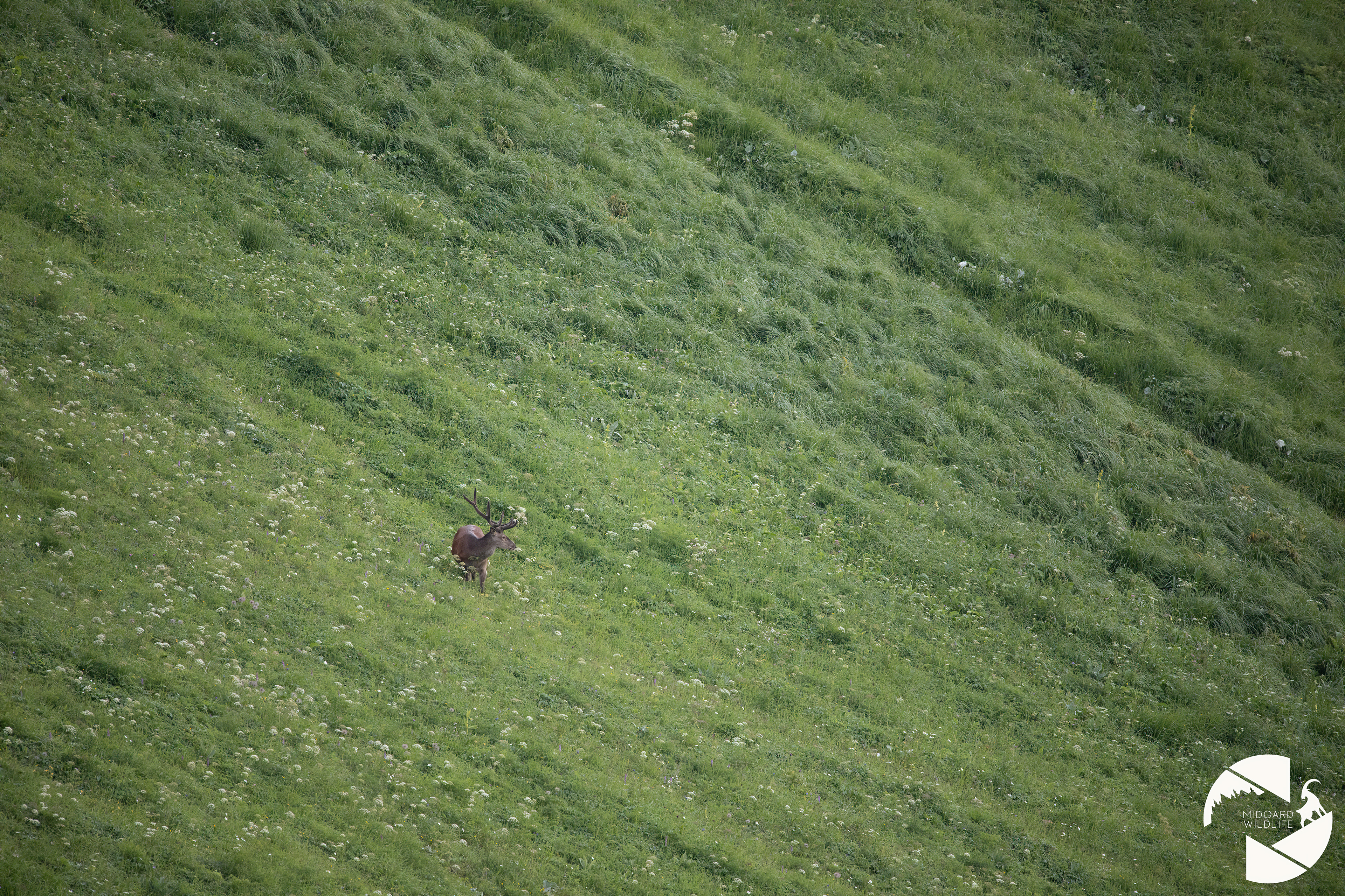 Cerf élaphe