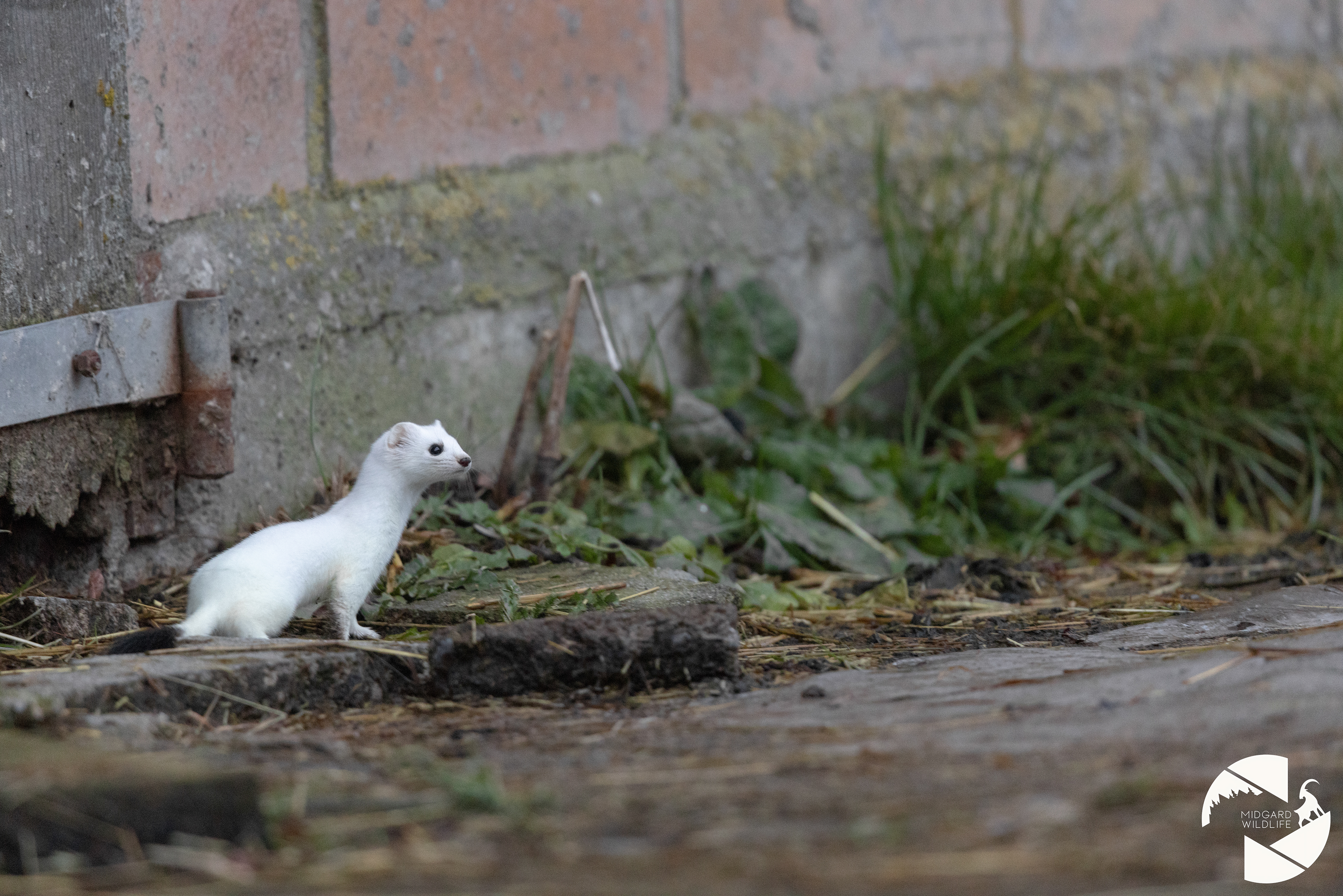 Hermine