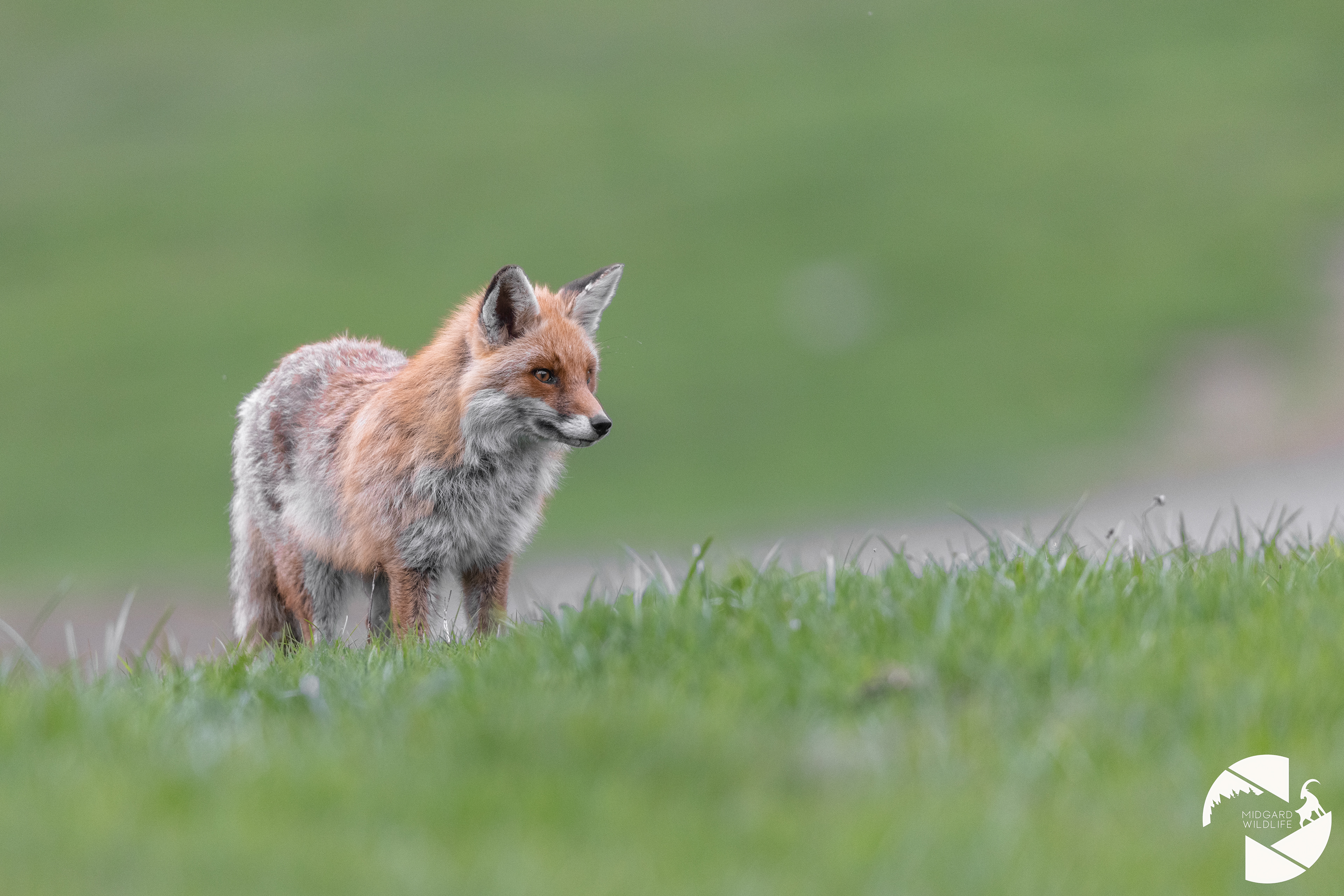 Renard