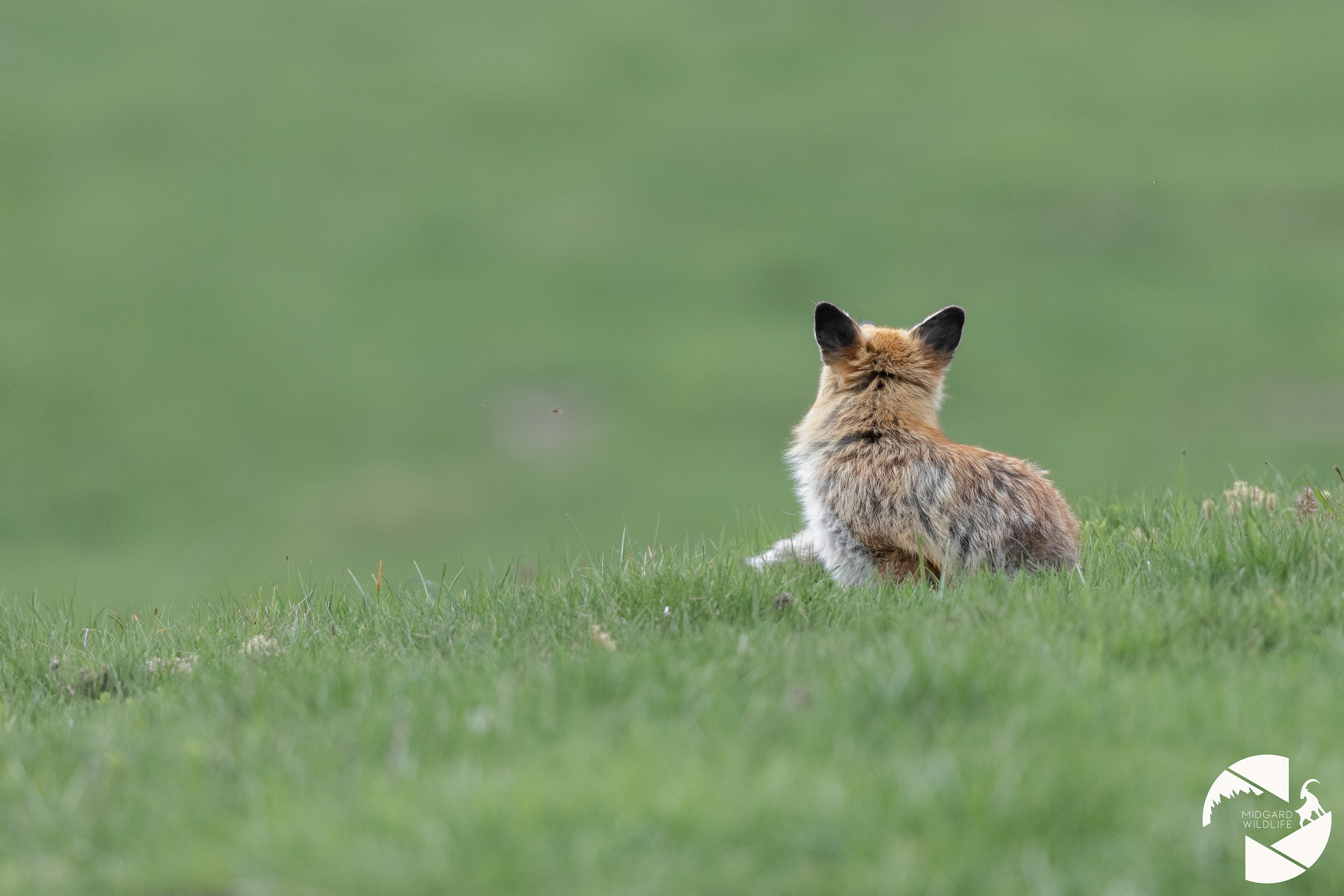 Renard