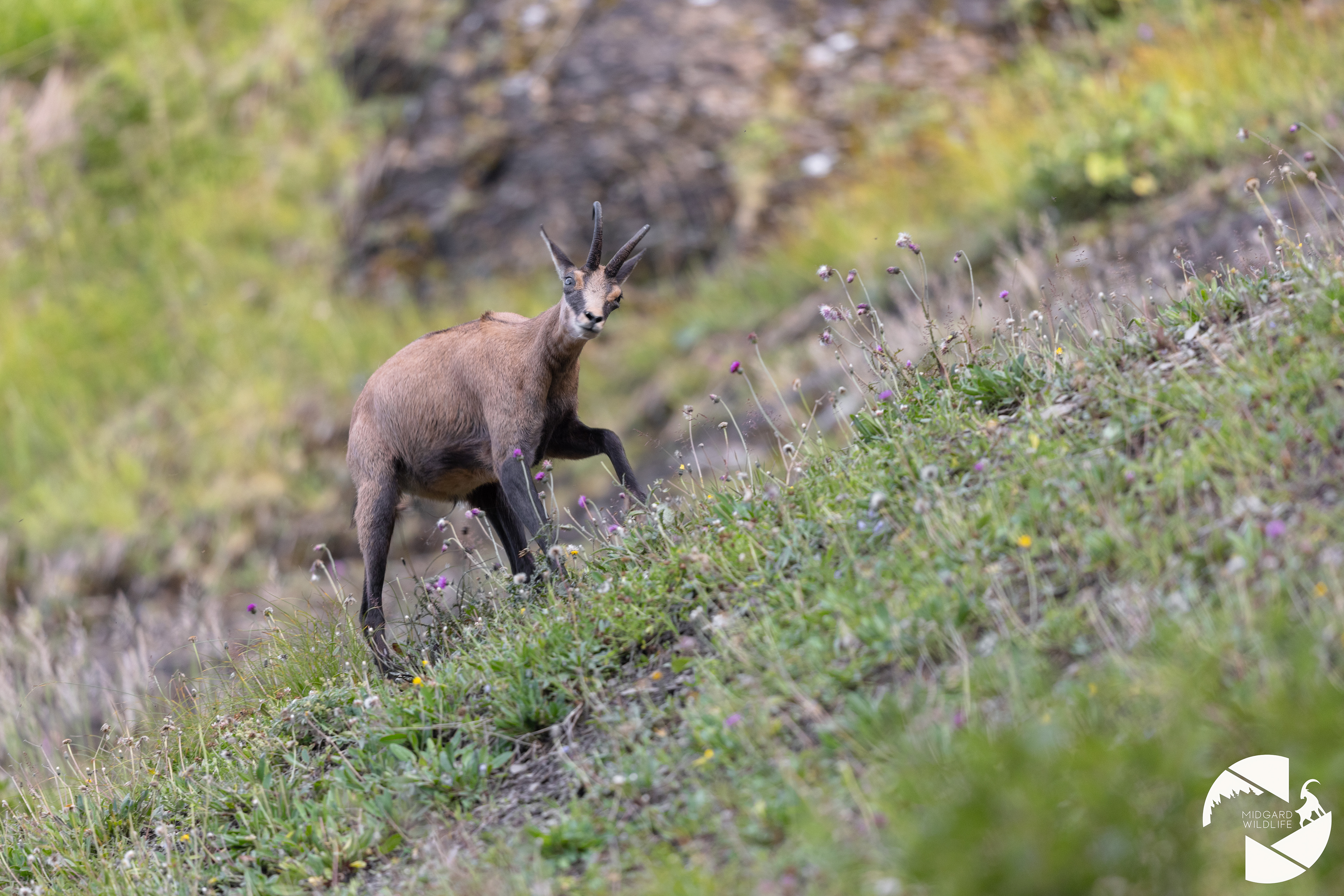 Chamois
