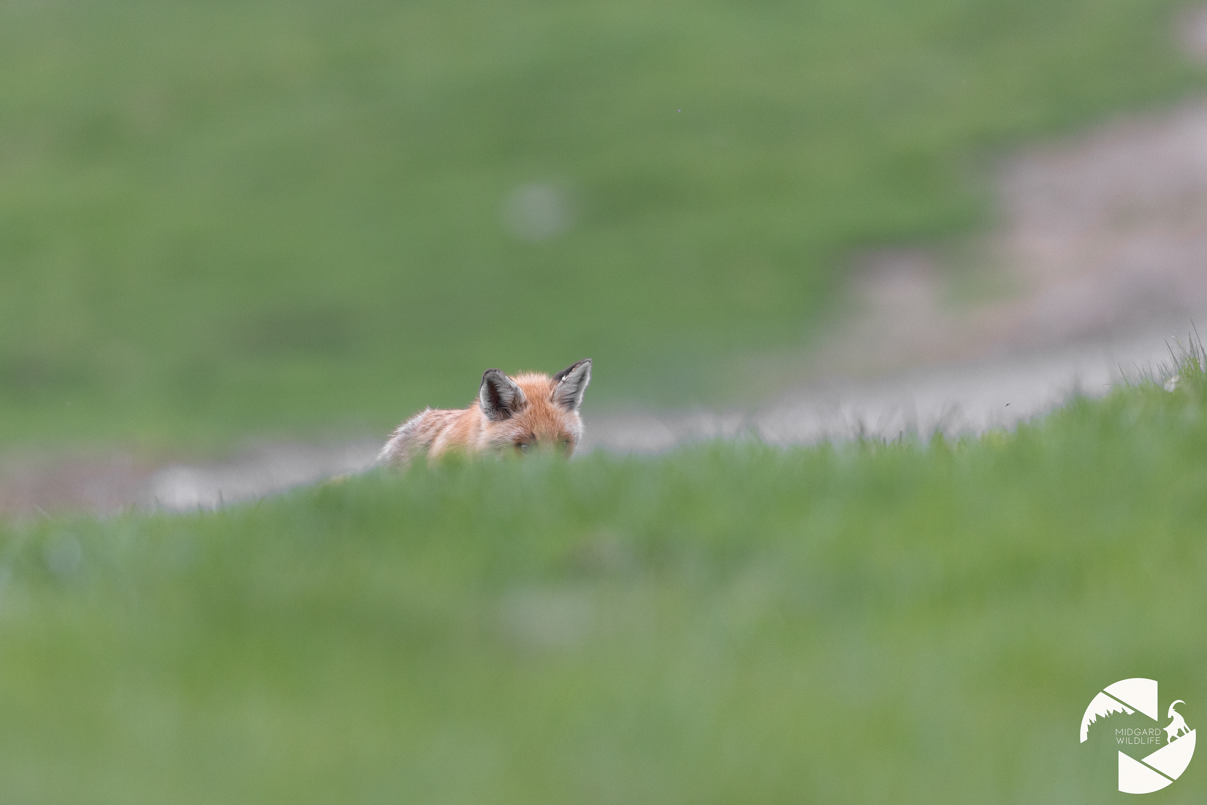 Renard