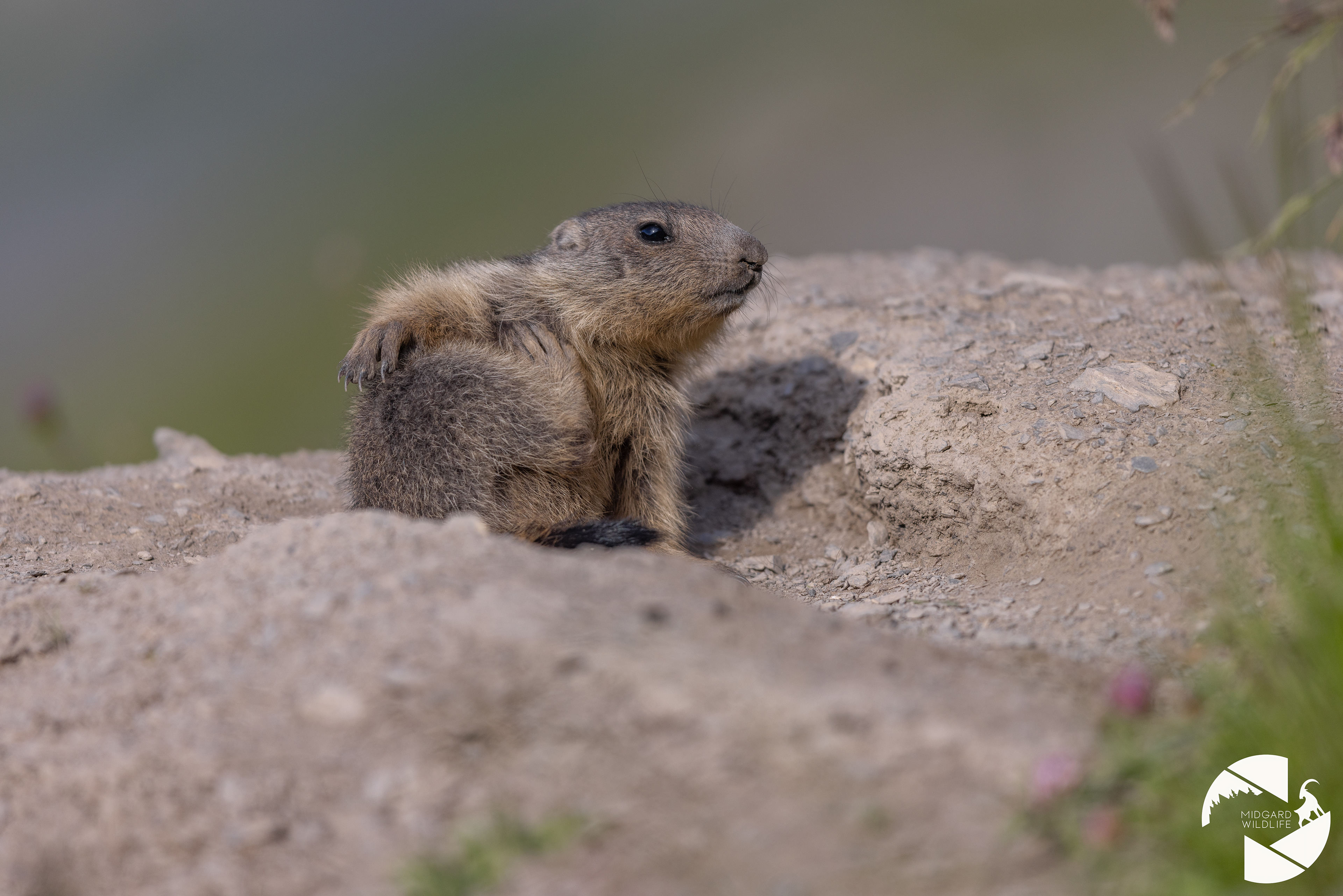 Marmotton