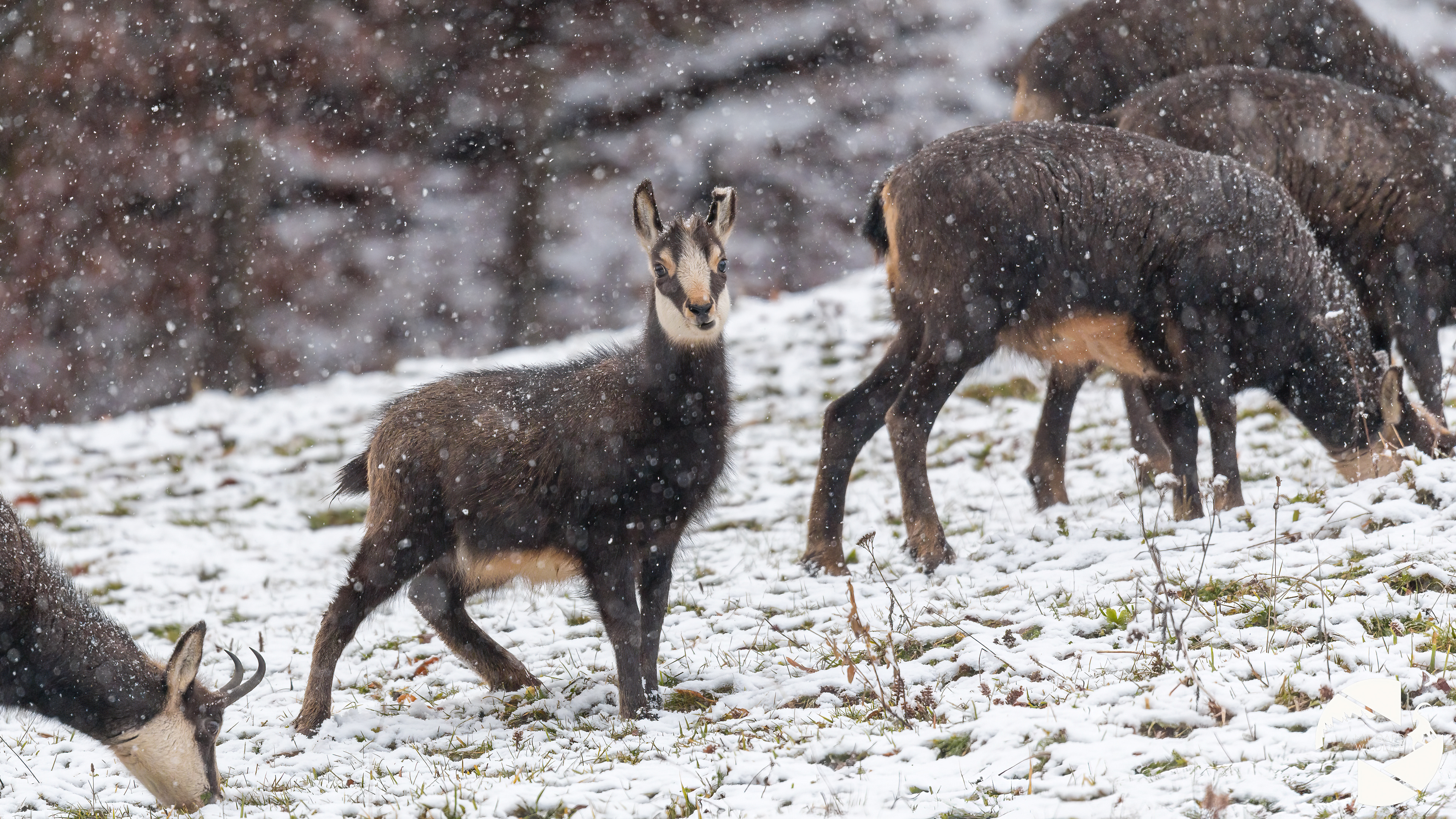 Chamois