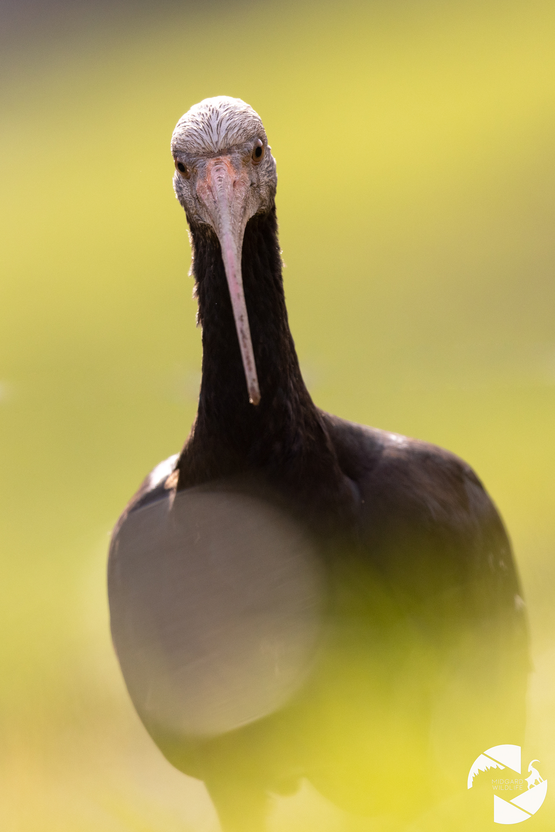 Ibis chauve