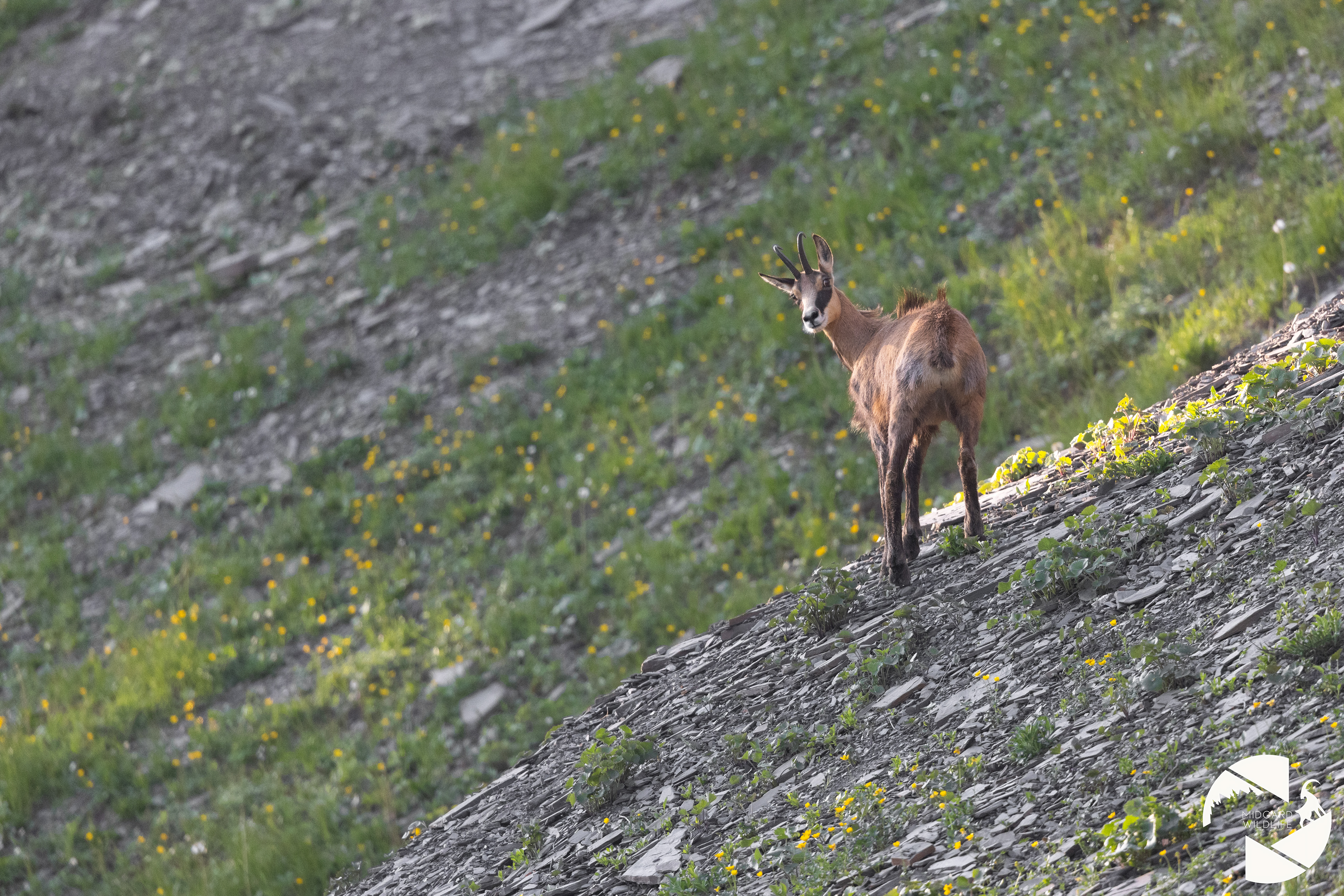 Chamois