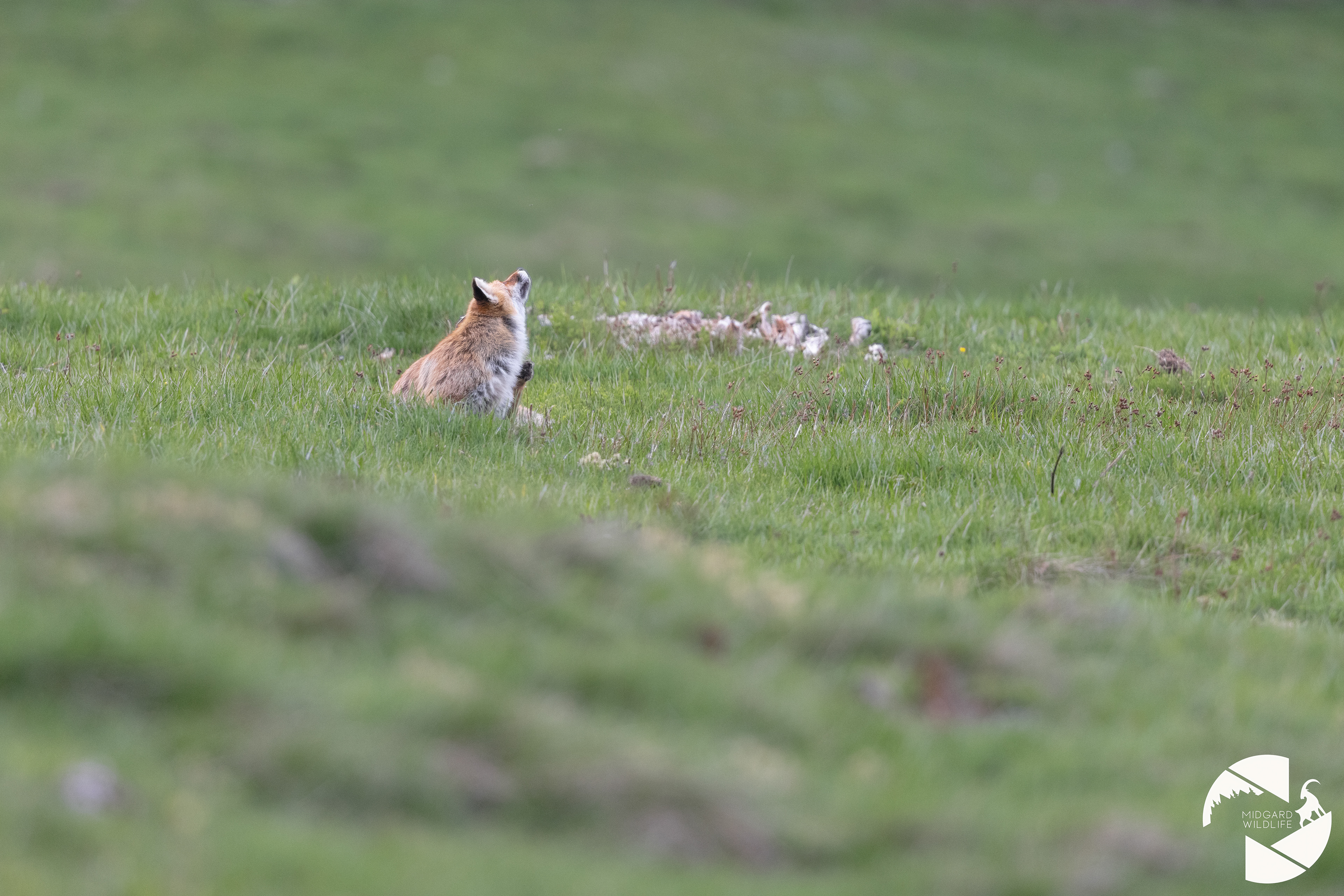 Renard