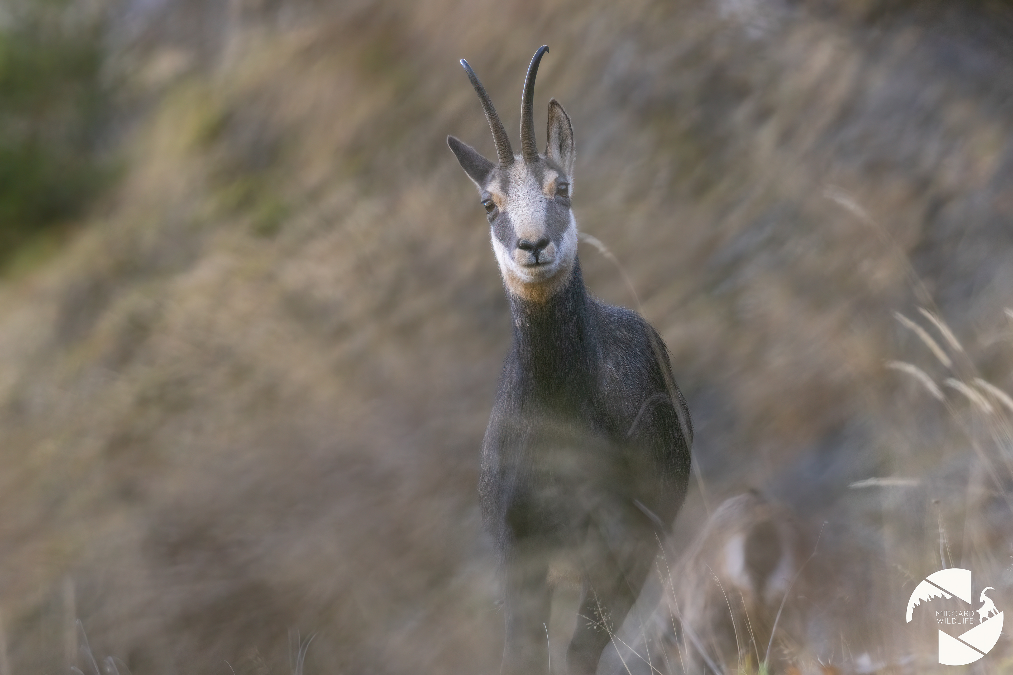 Chamois