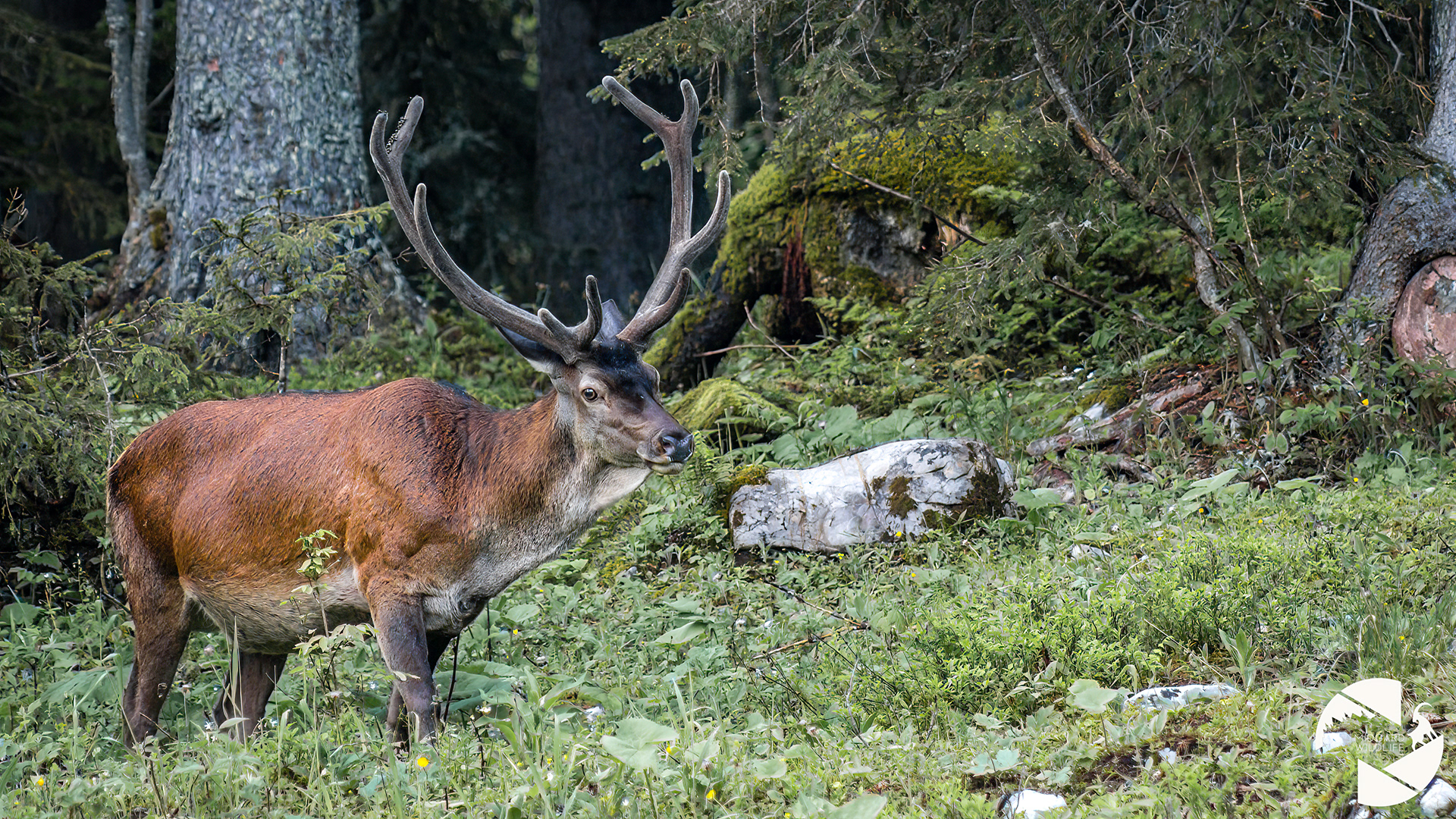 Cerf élaphe
