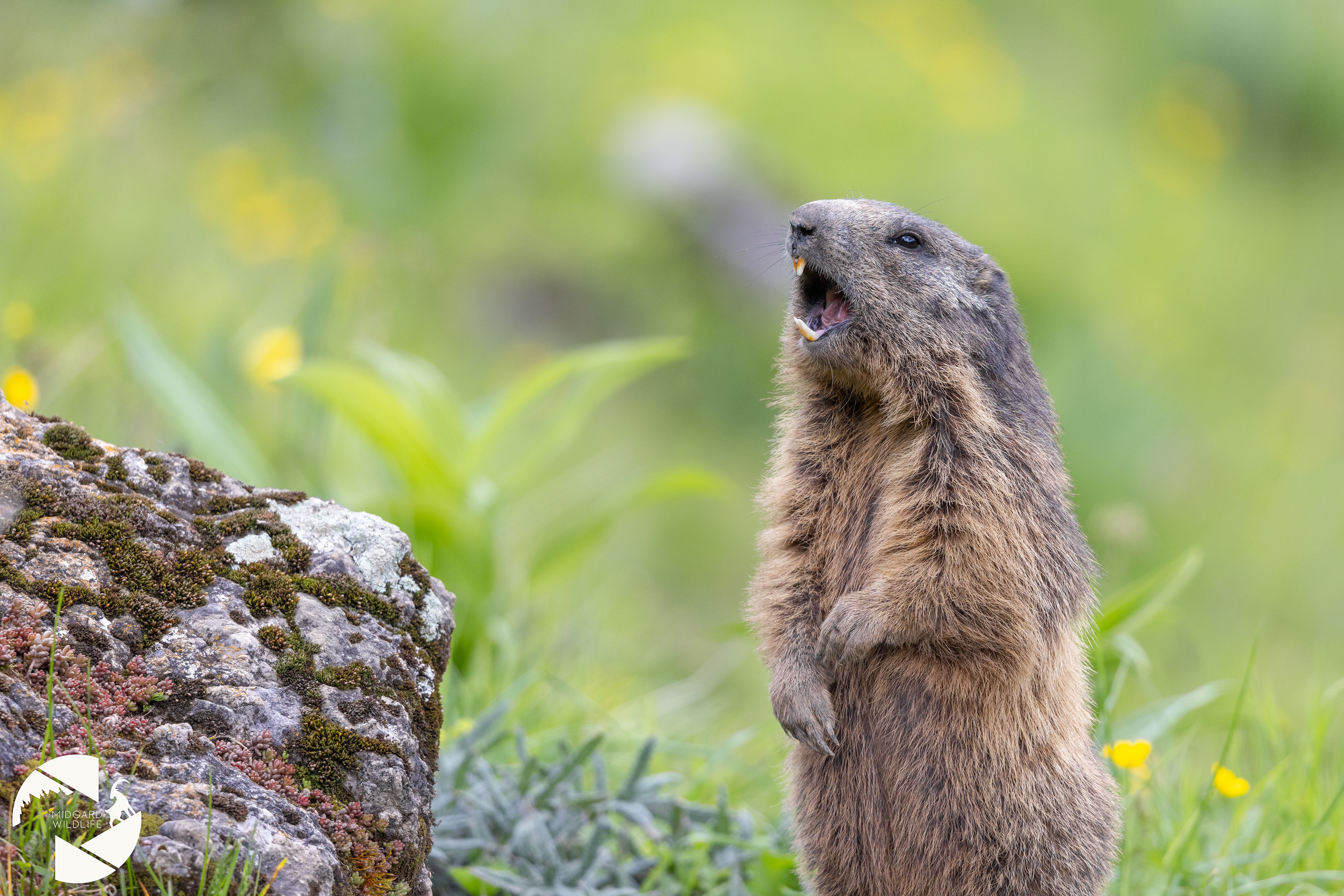 Marmotte