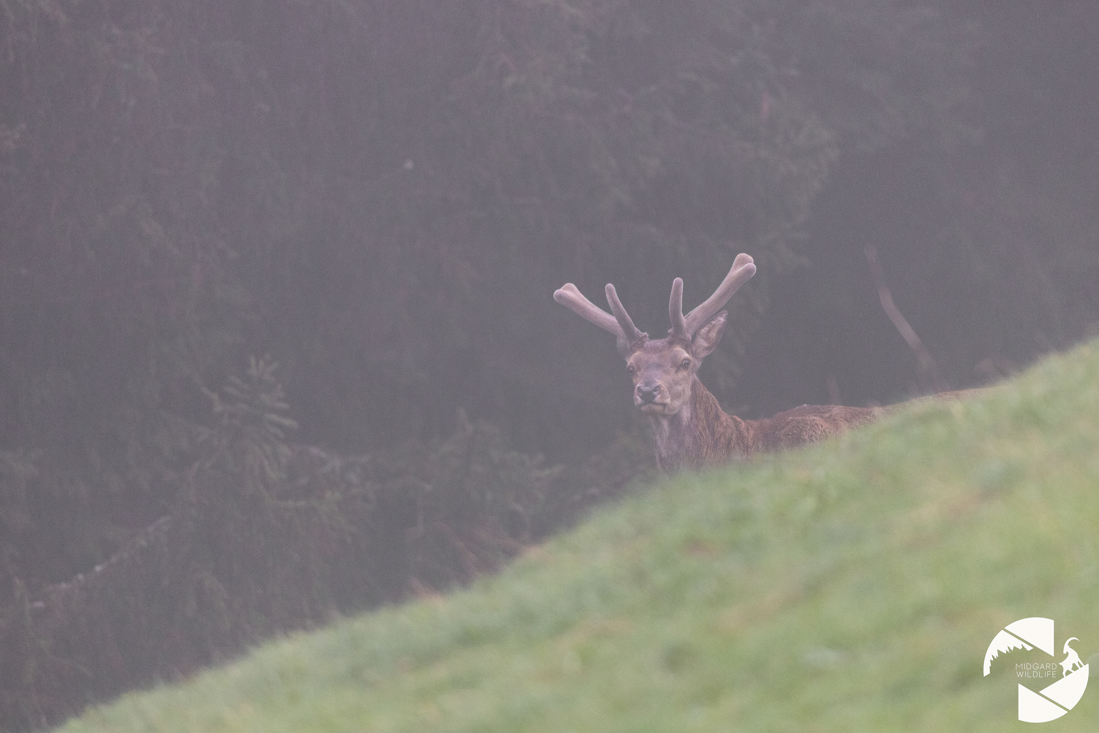 Cerf