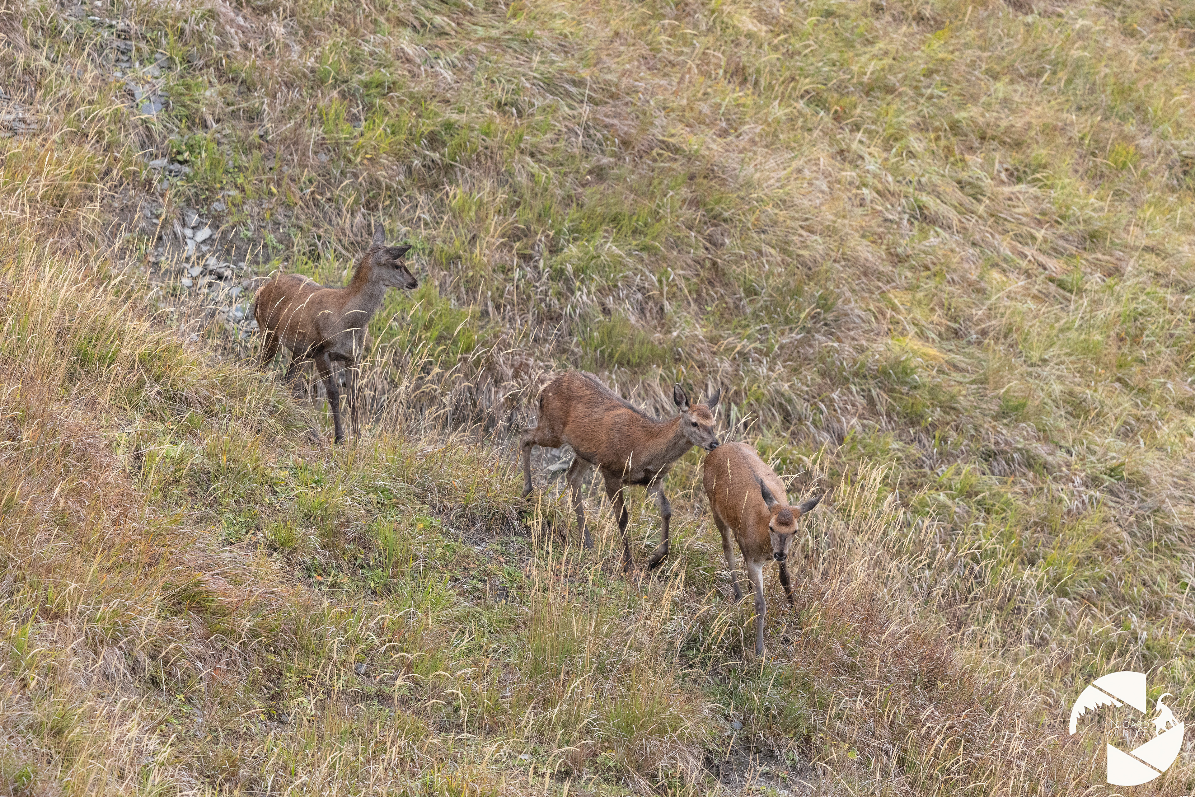 Cerfs élaphe