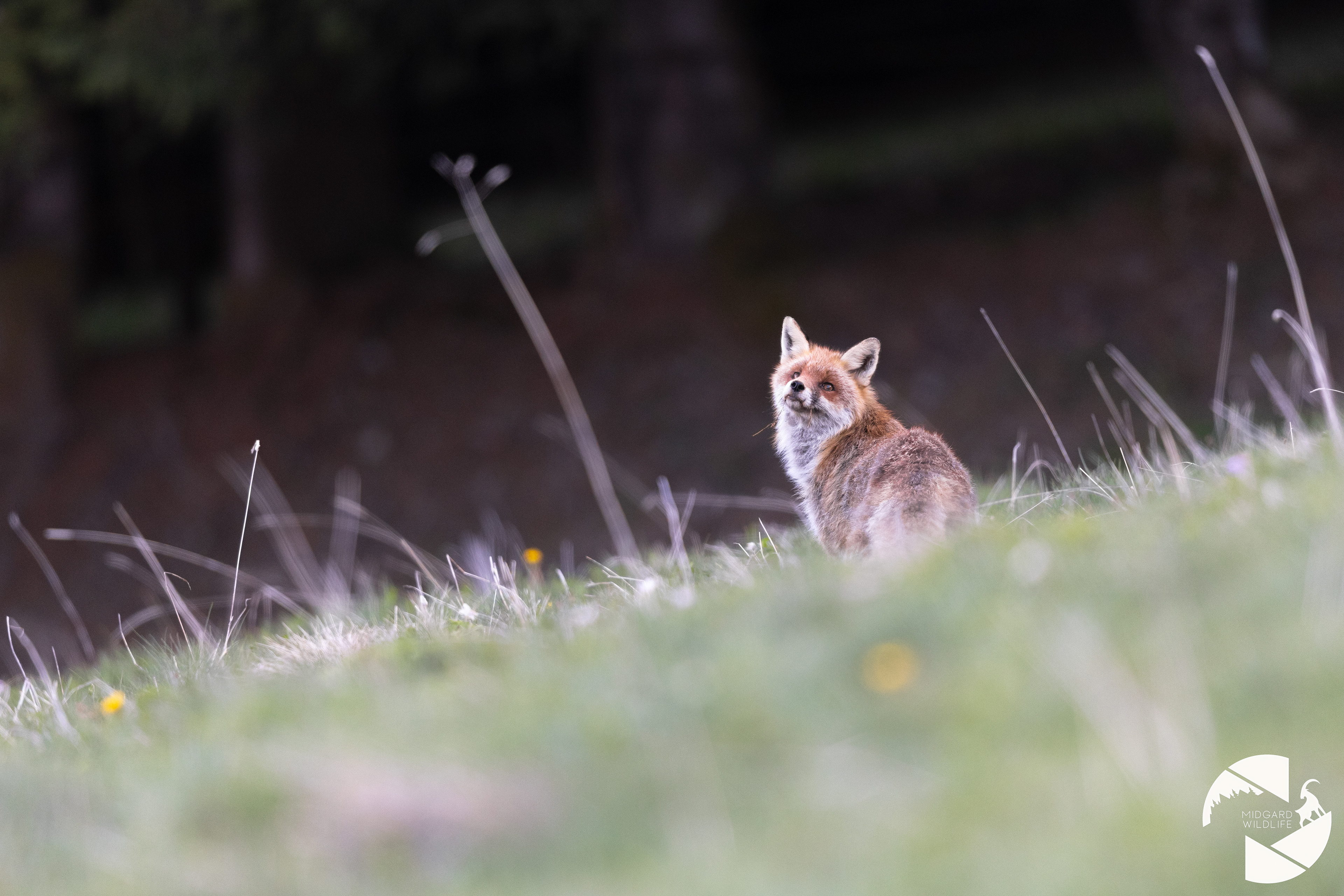 Renard