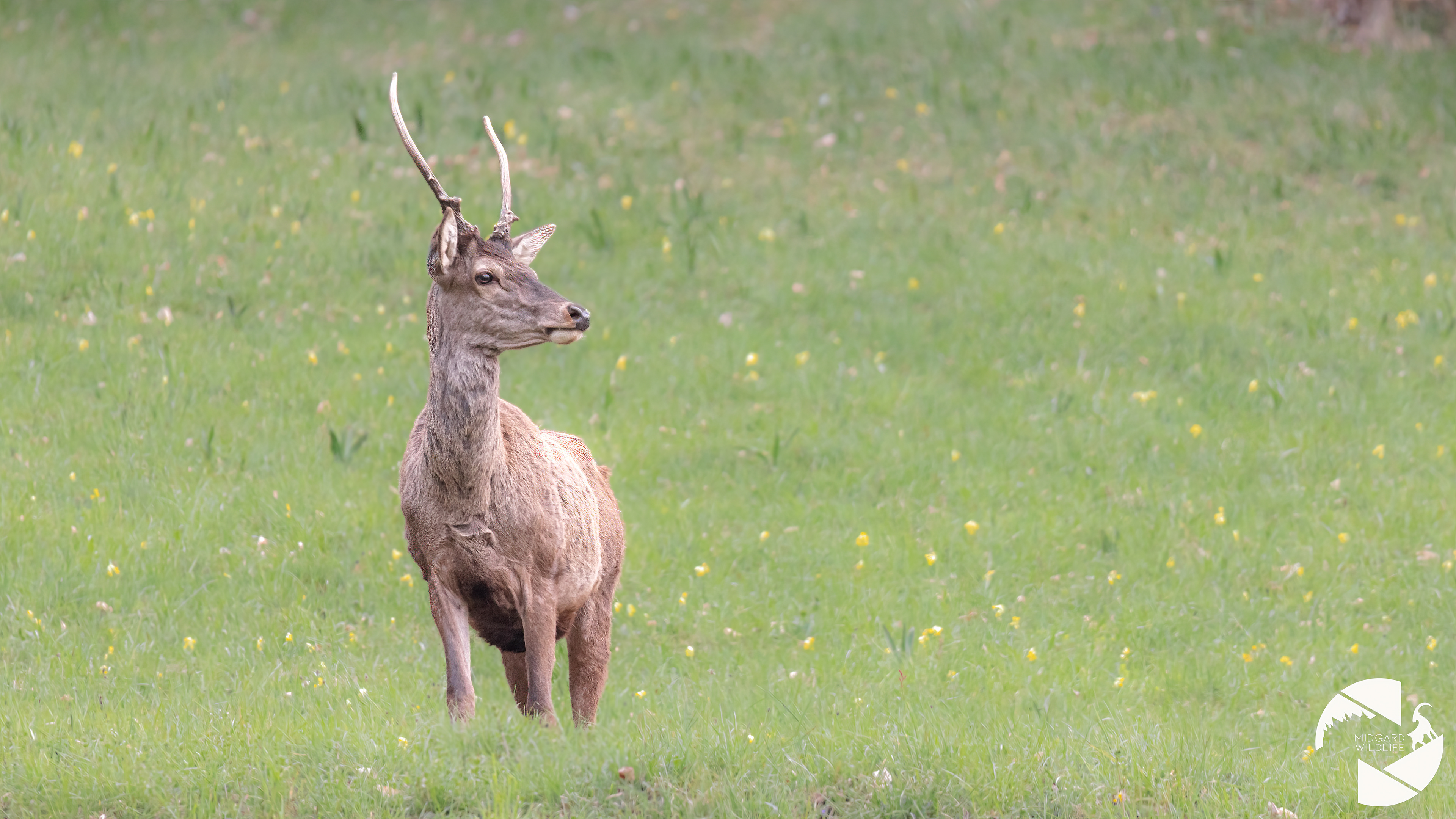 Cerf élaphe