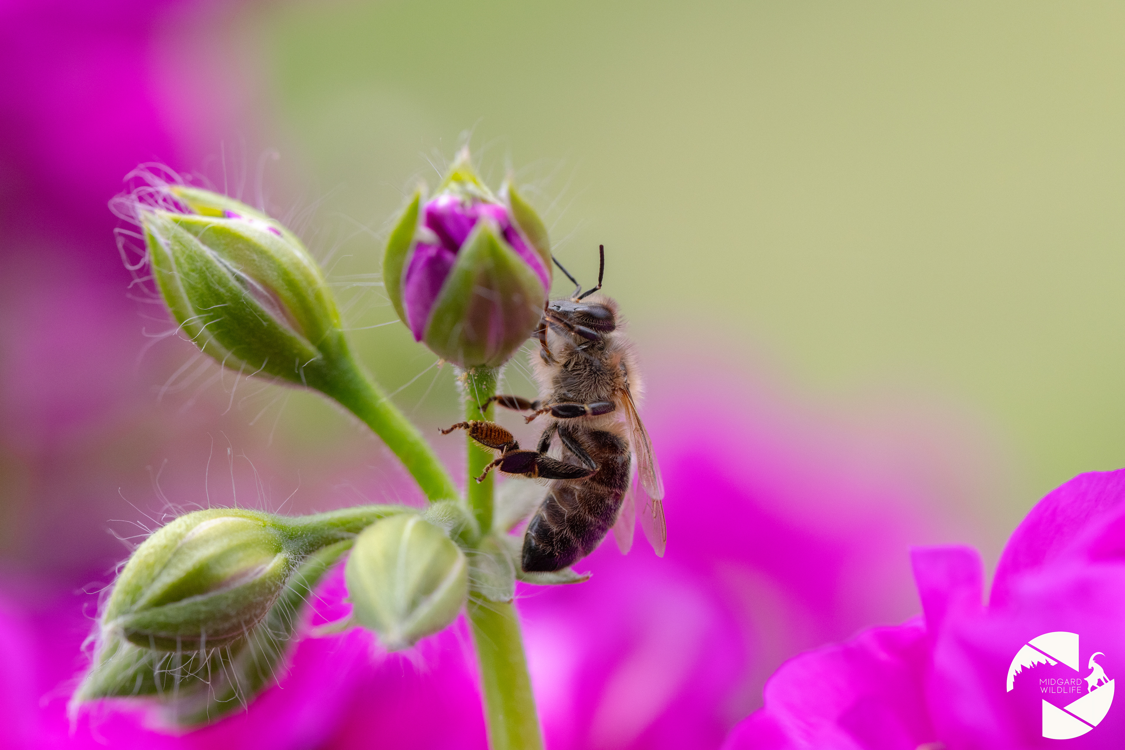 Abeille