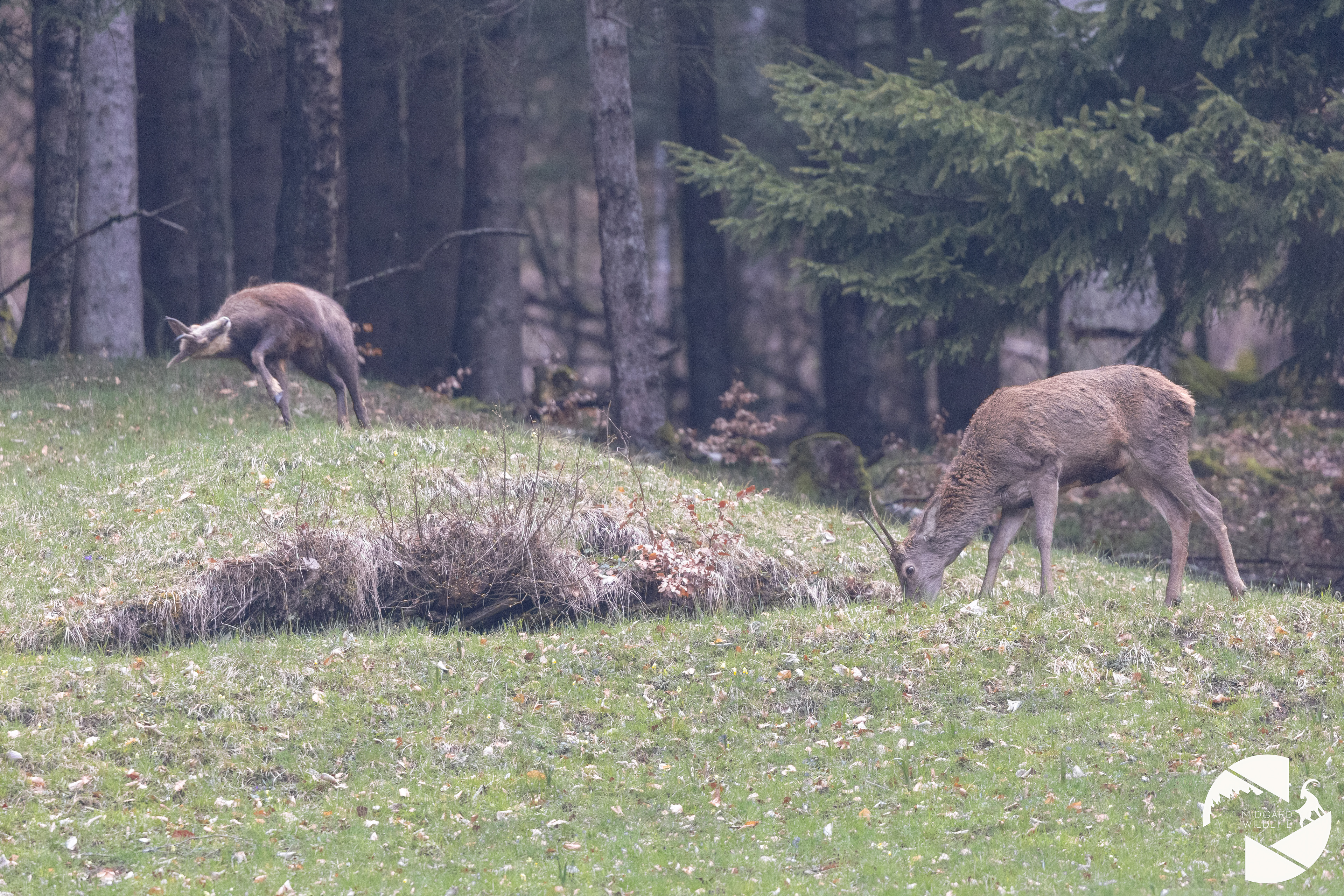 Cerf élaphe & chamois