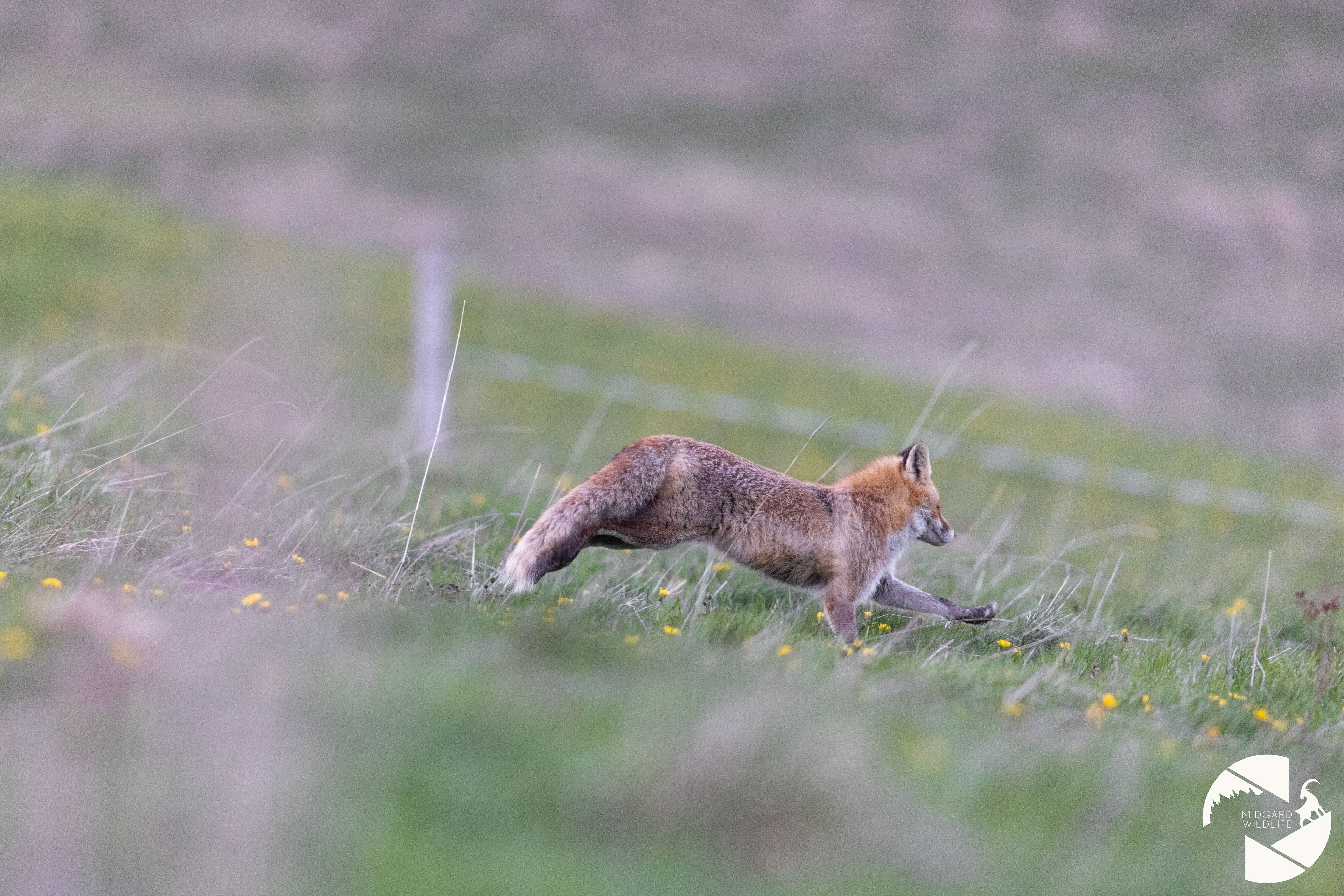 Renard