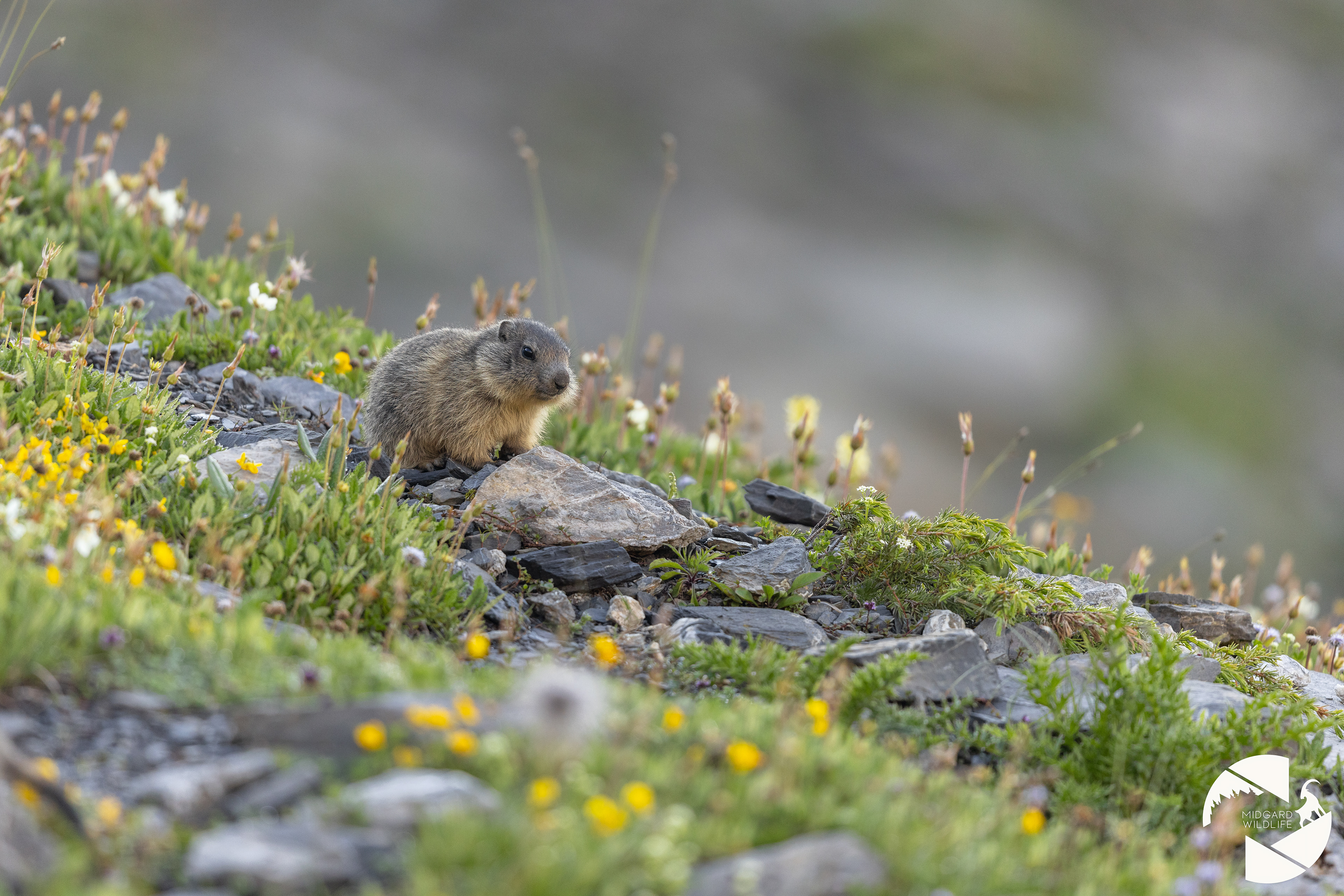 Marmotton