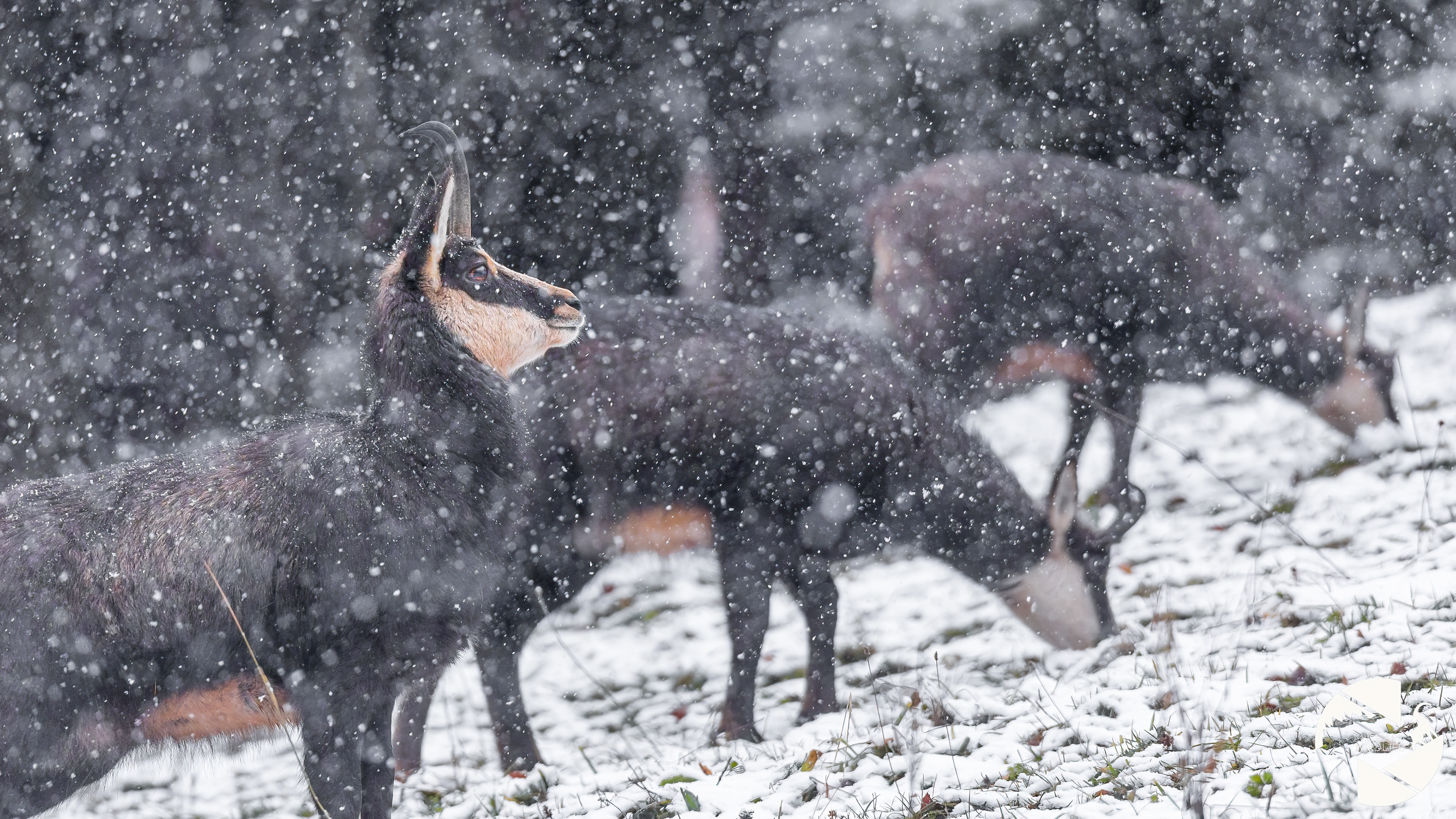 Chamois