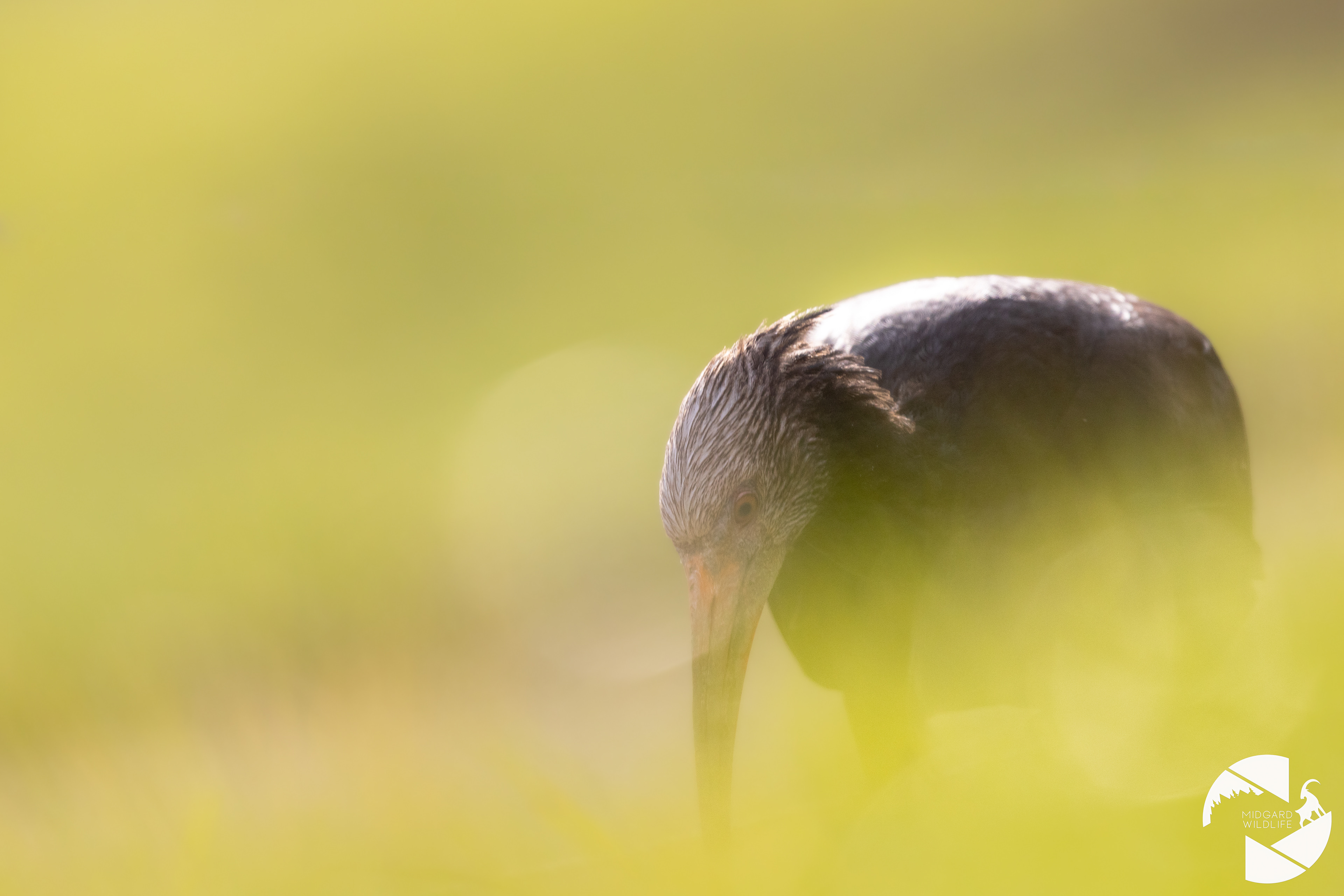Ibis chauve