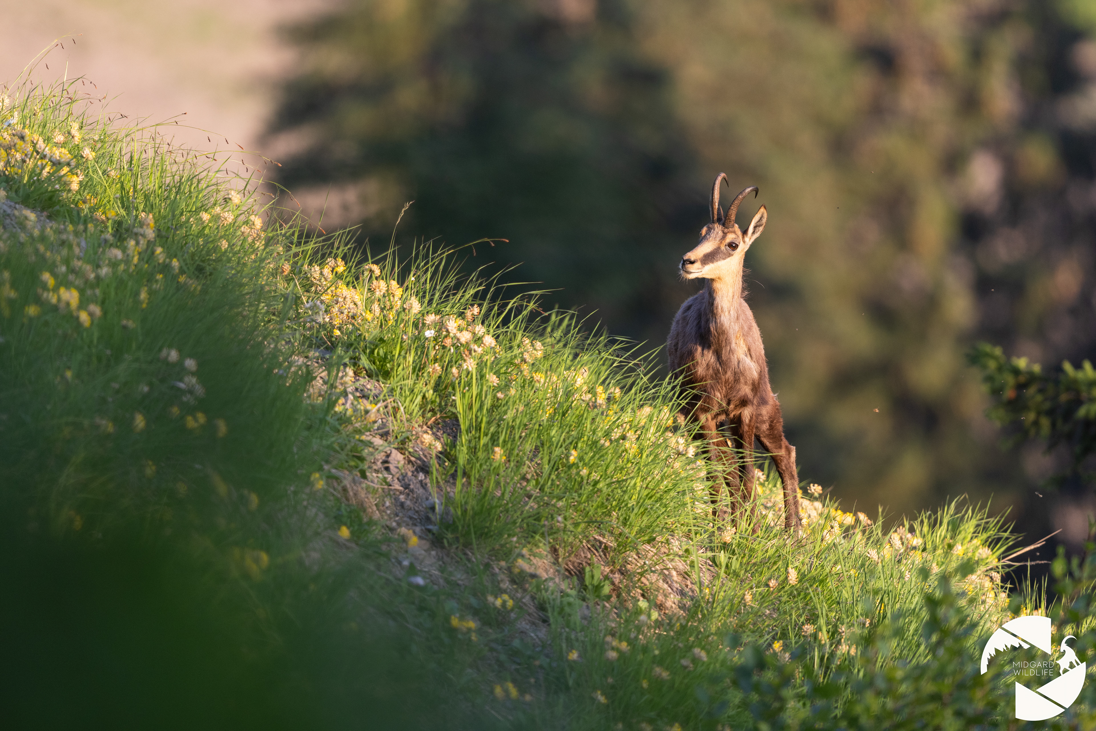 Chamois