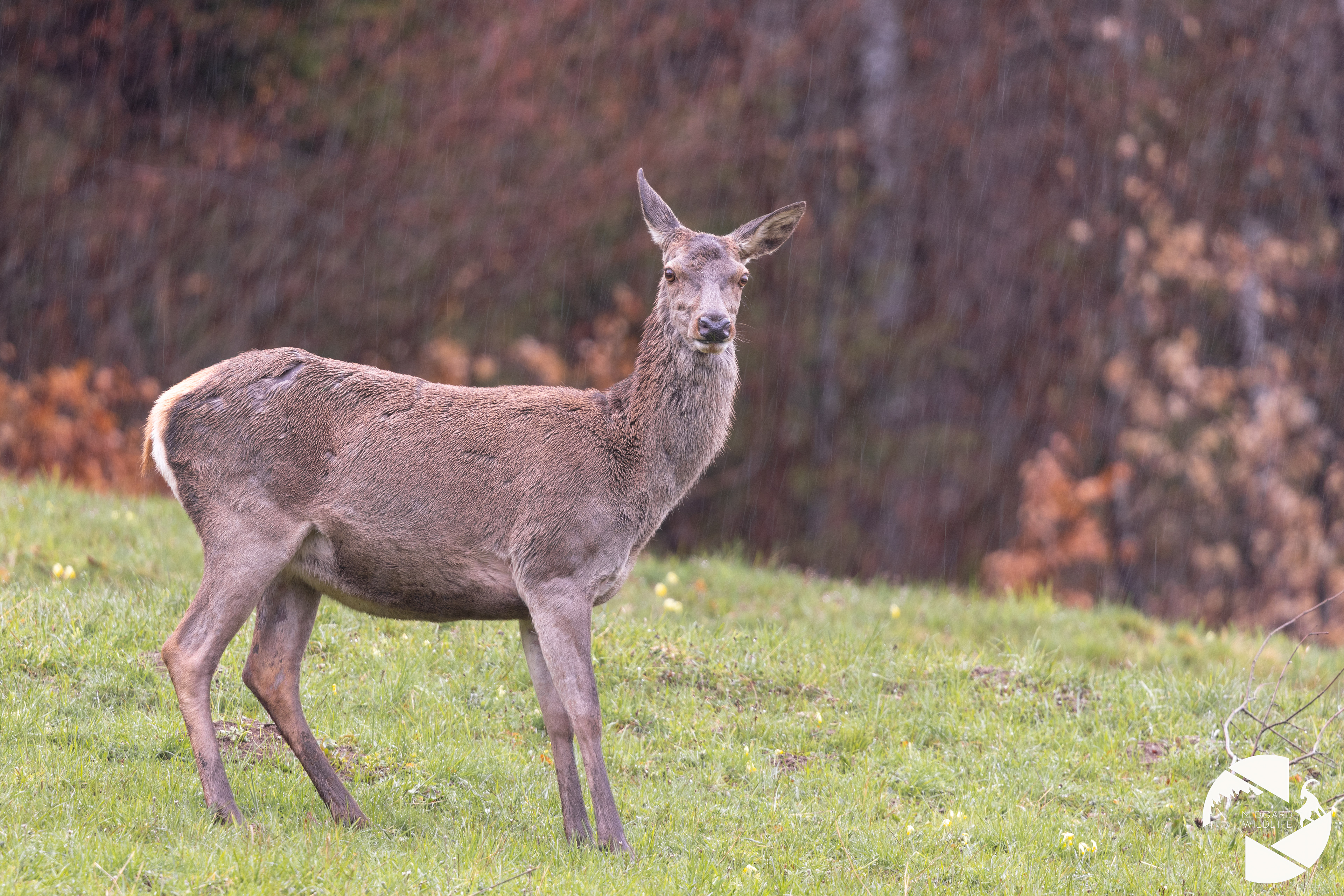 Cerf élaphe