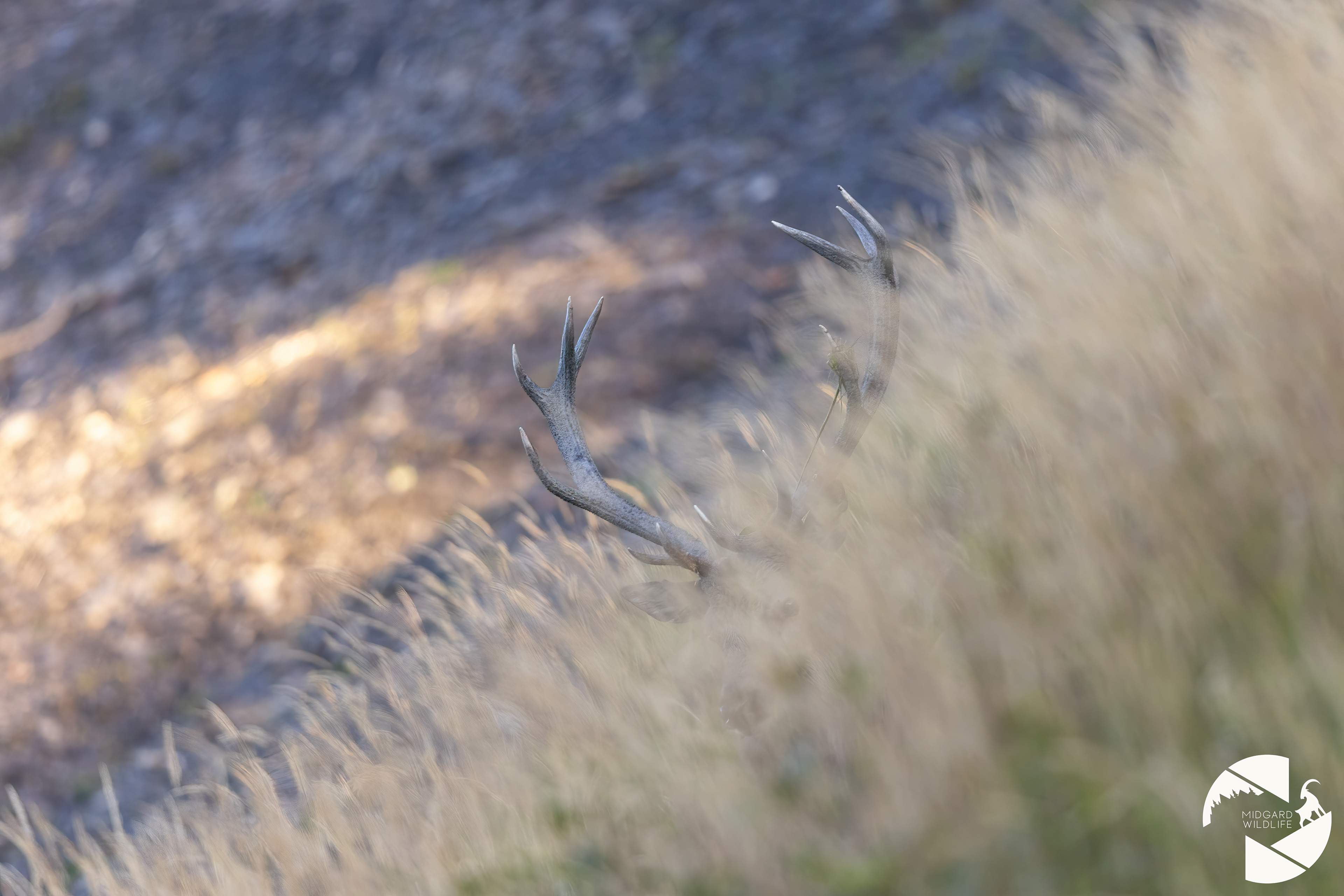 Cerf élaphe