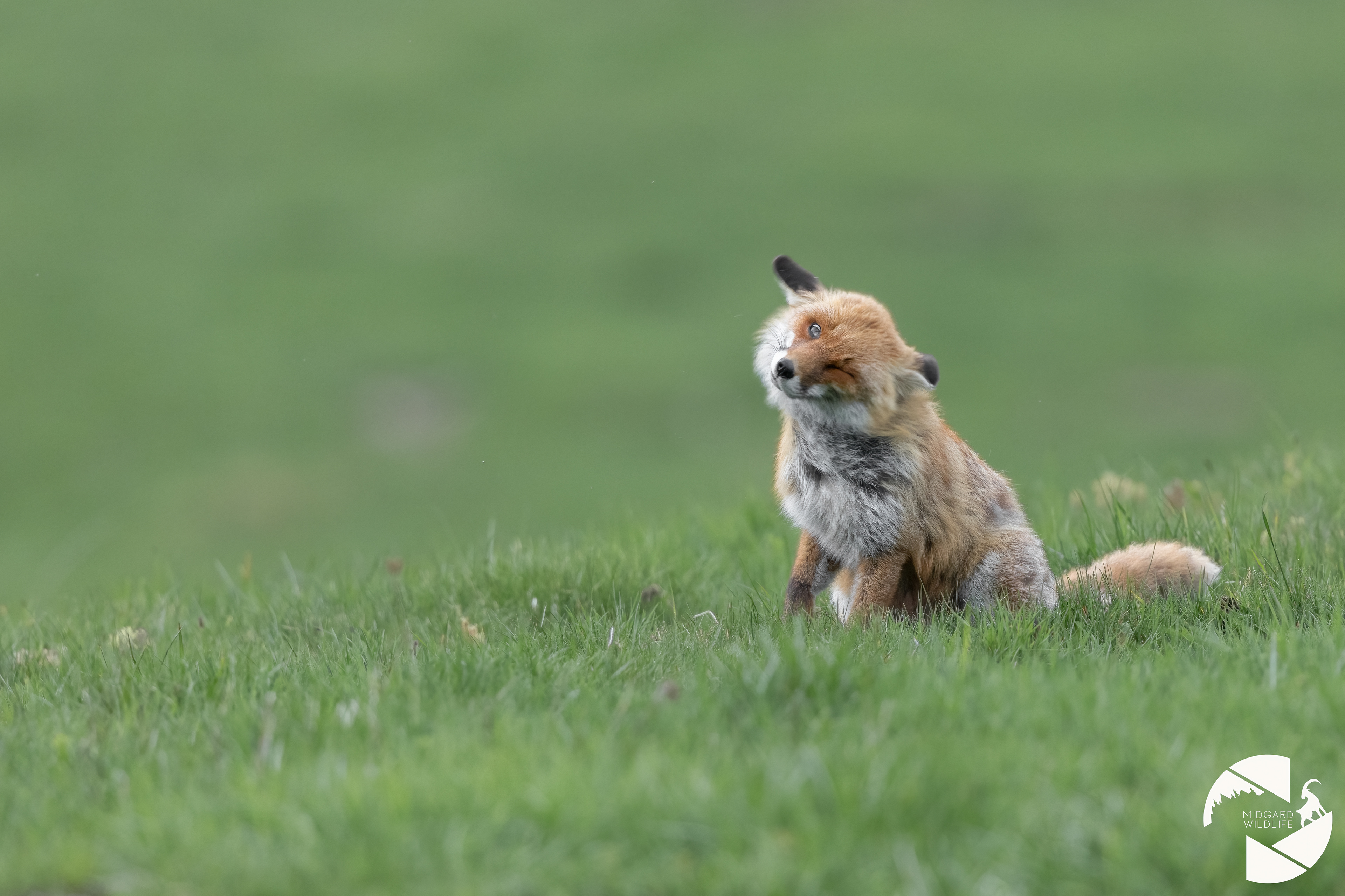 Renard