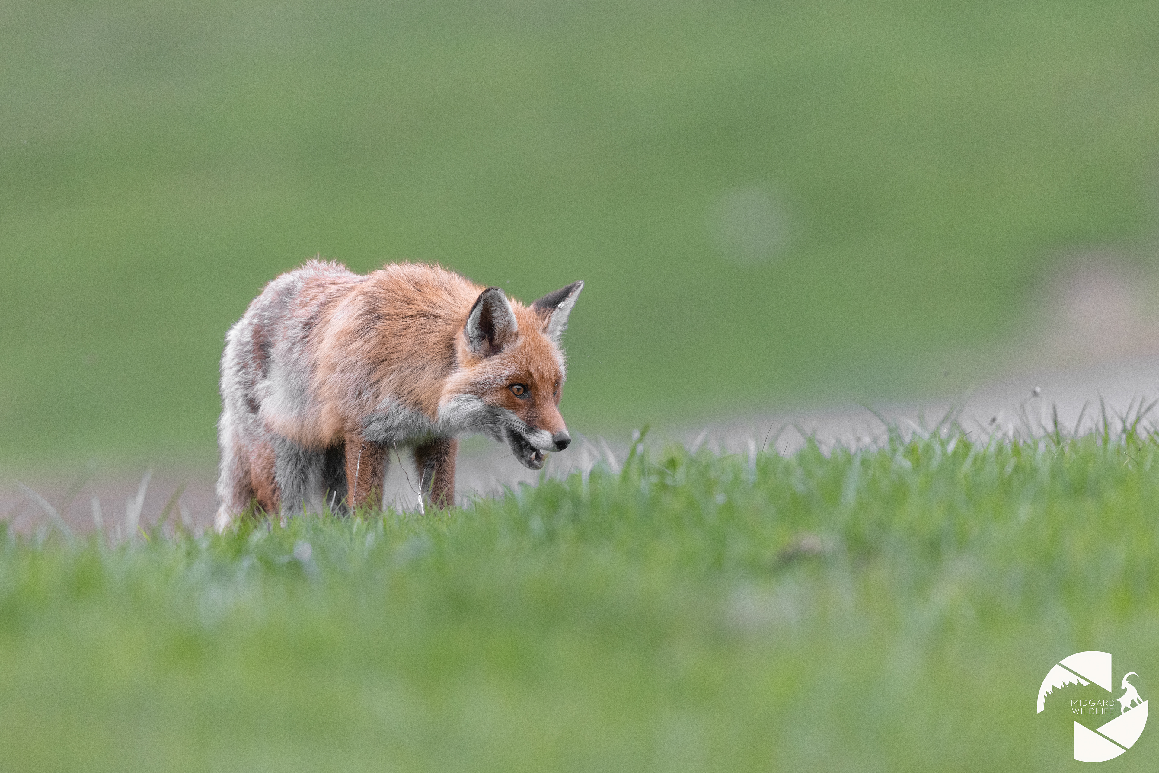 Renard