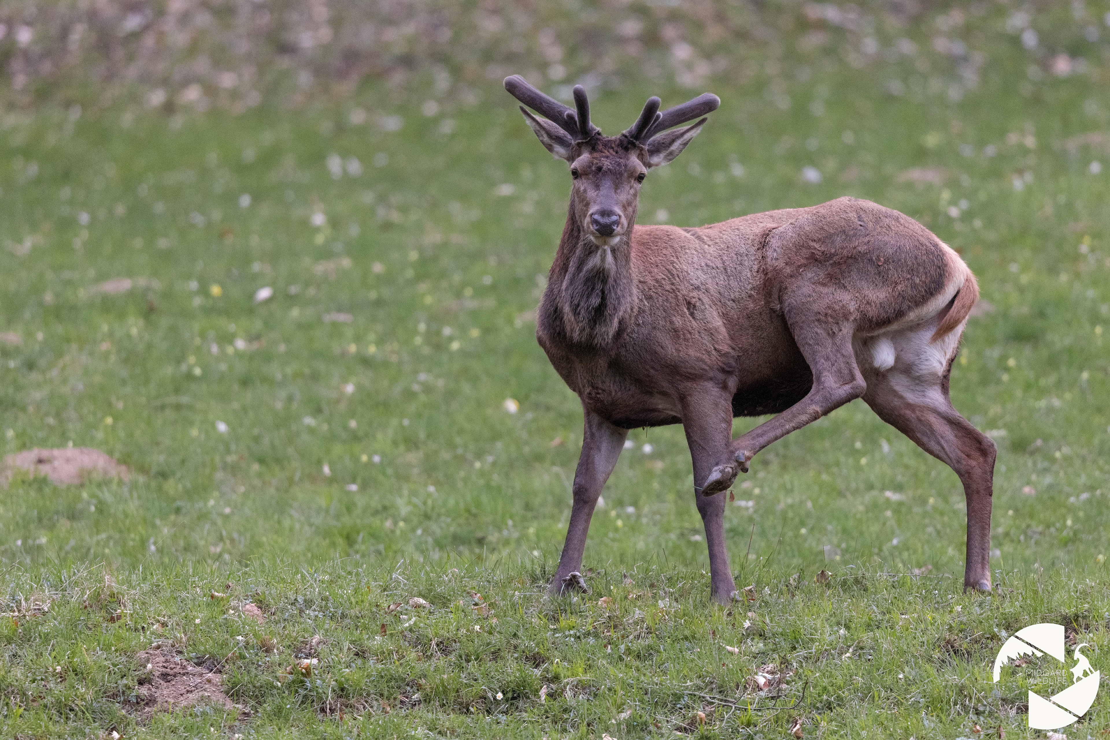 Cerf élaphe