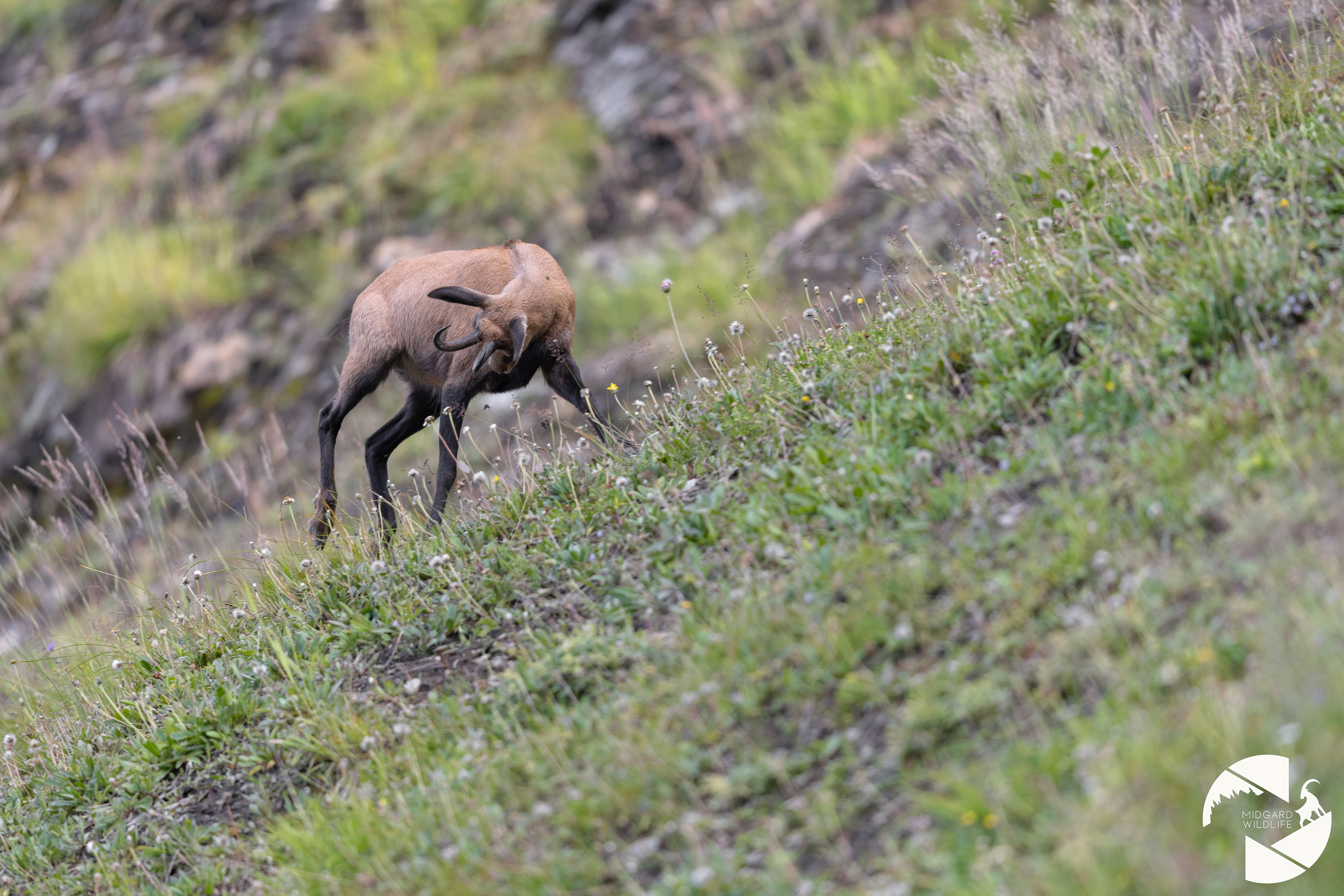 Chamois