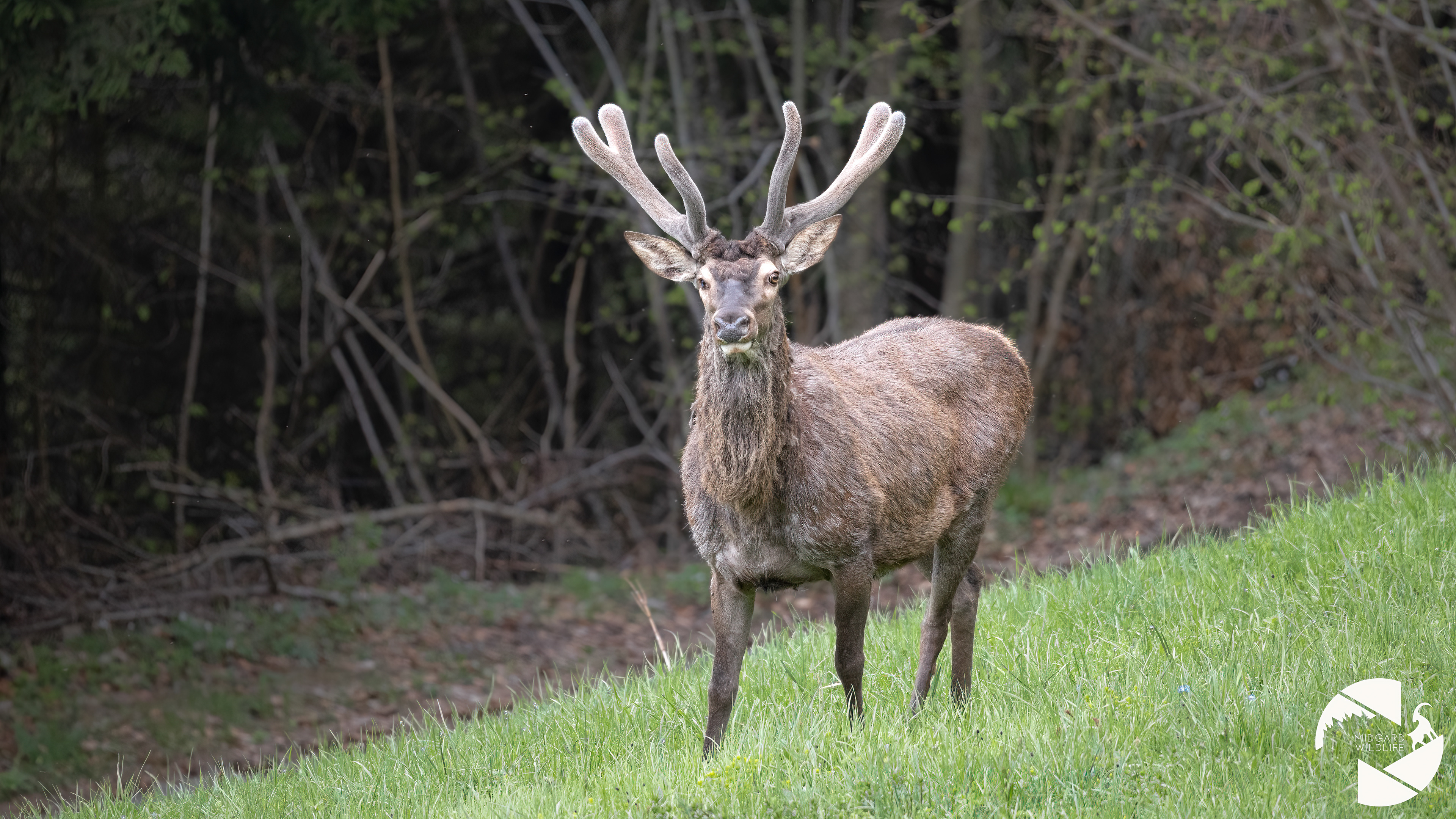 Cerf élaphe