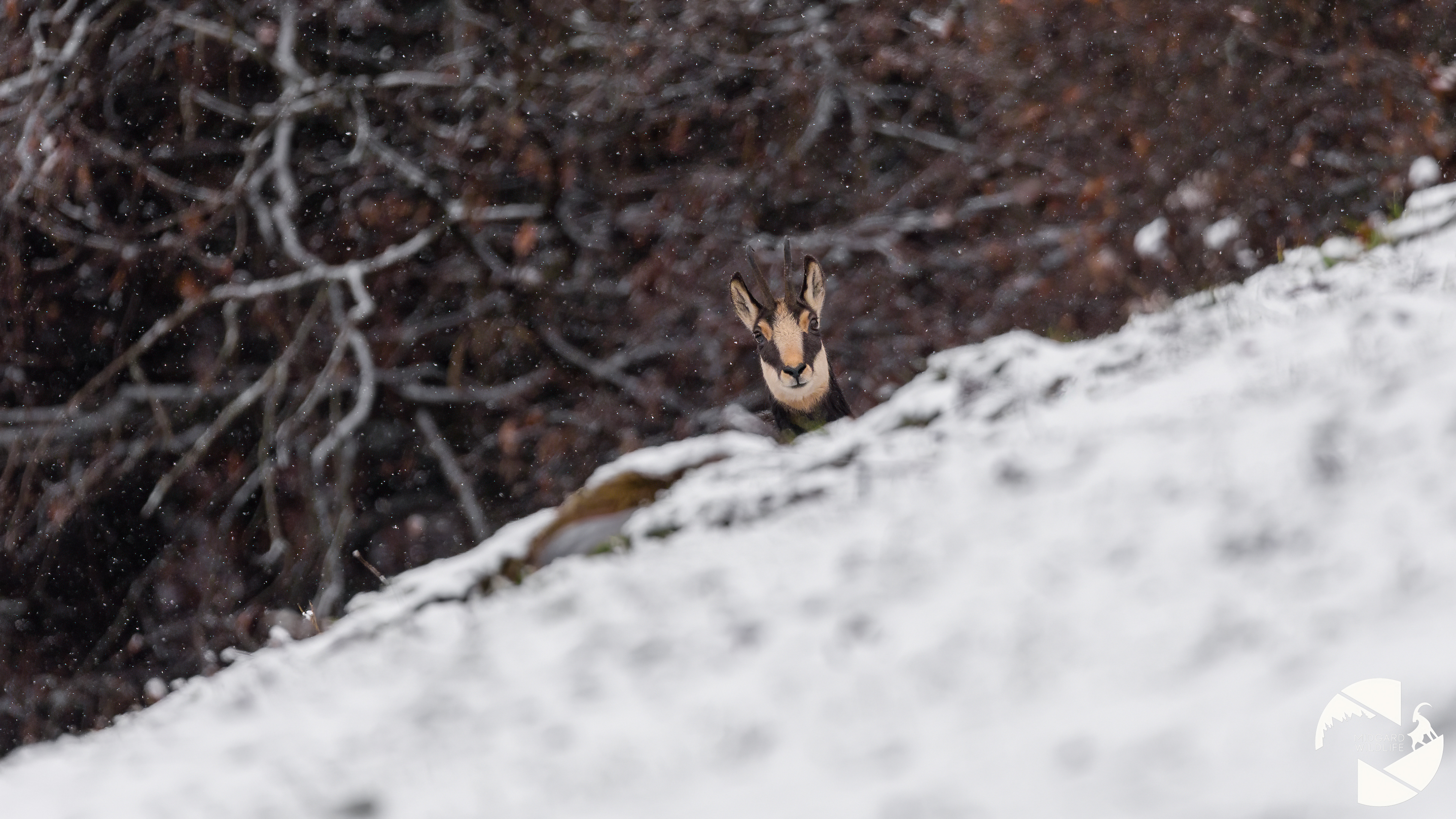 Chamois