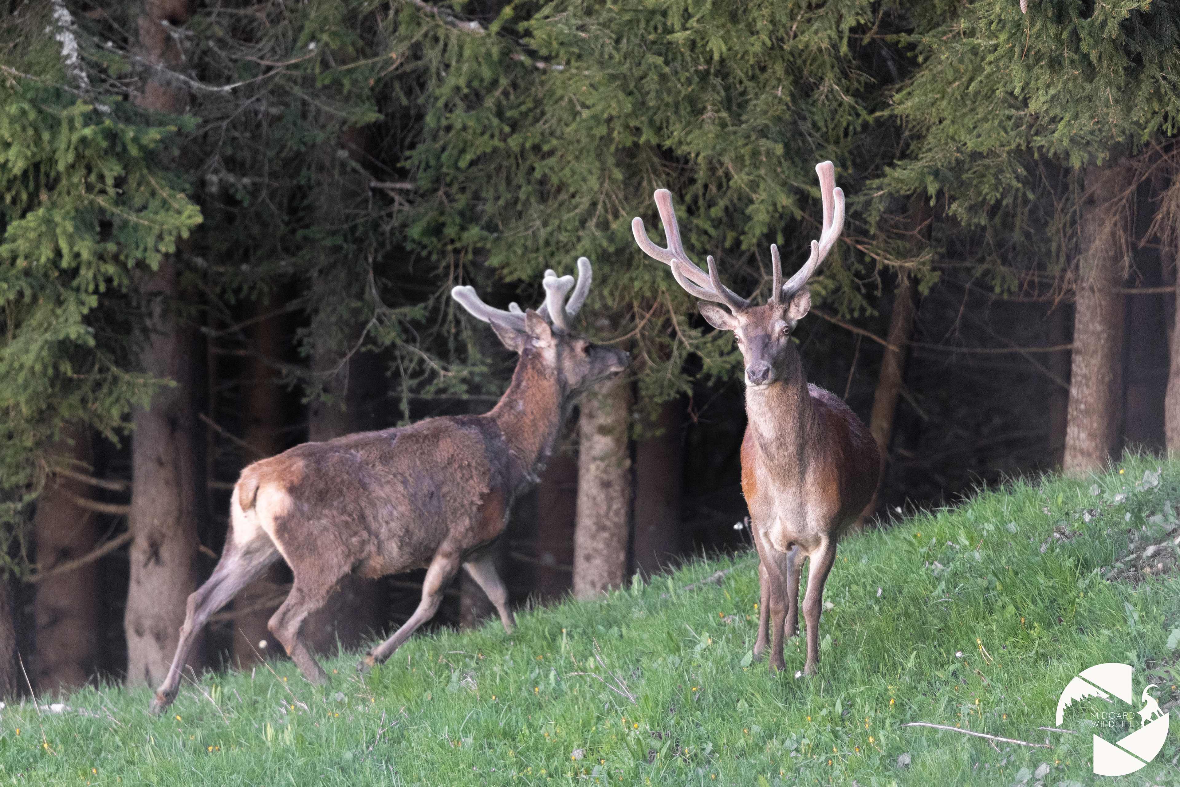 Cerfs