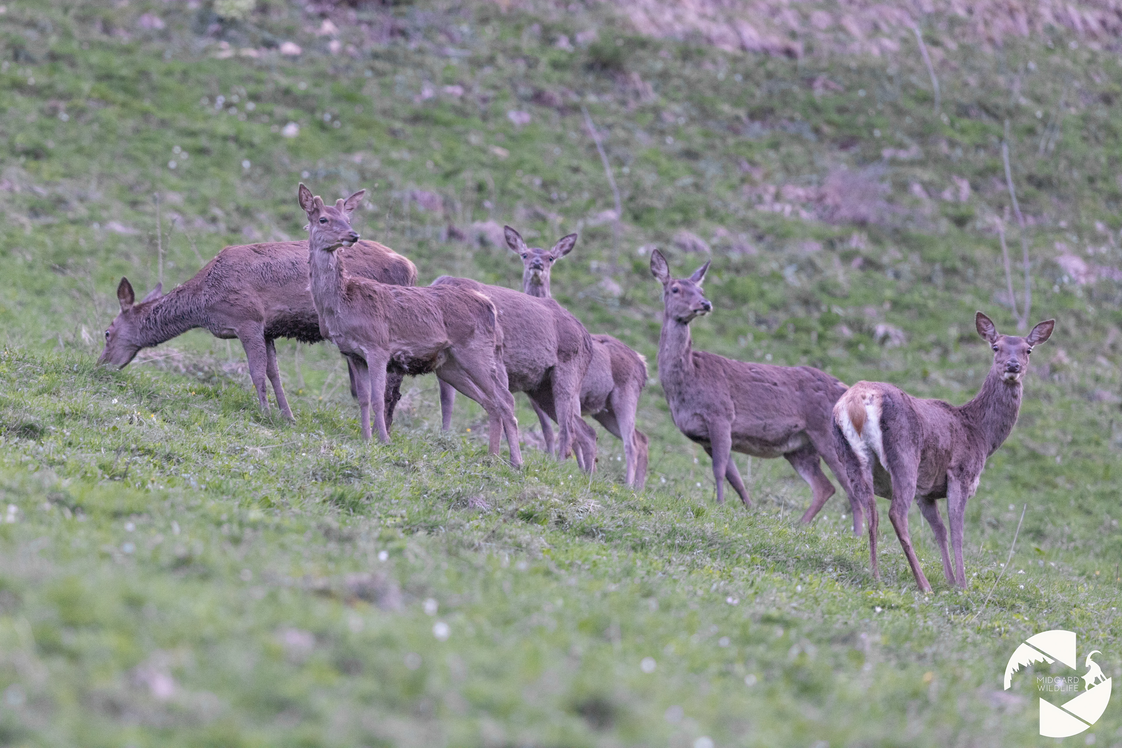 Cerfs