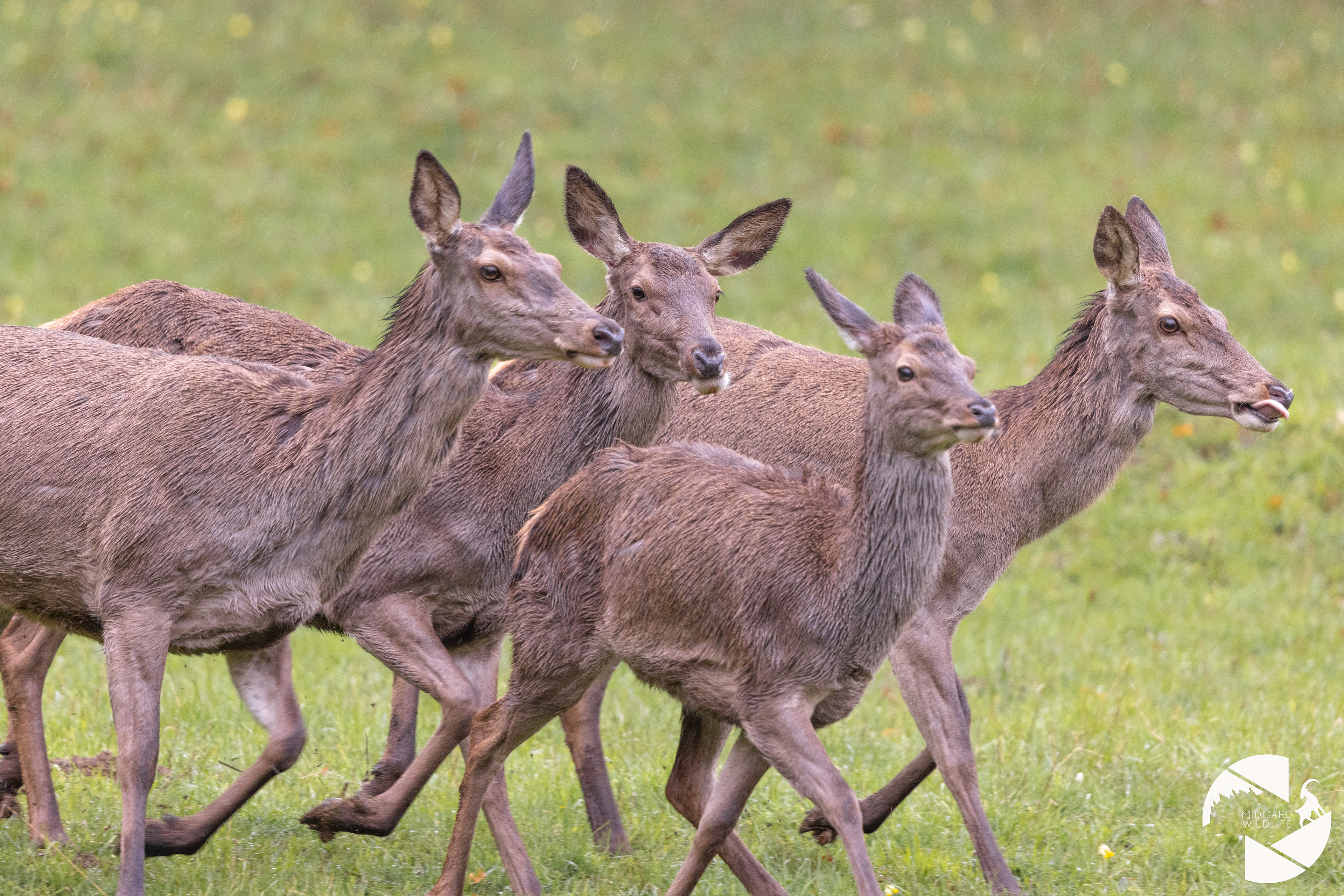 Cerfs élaphe