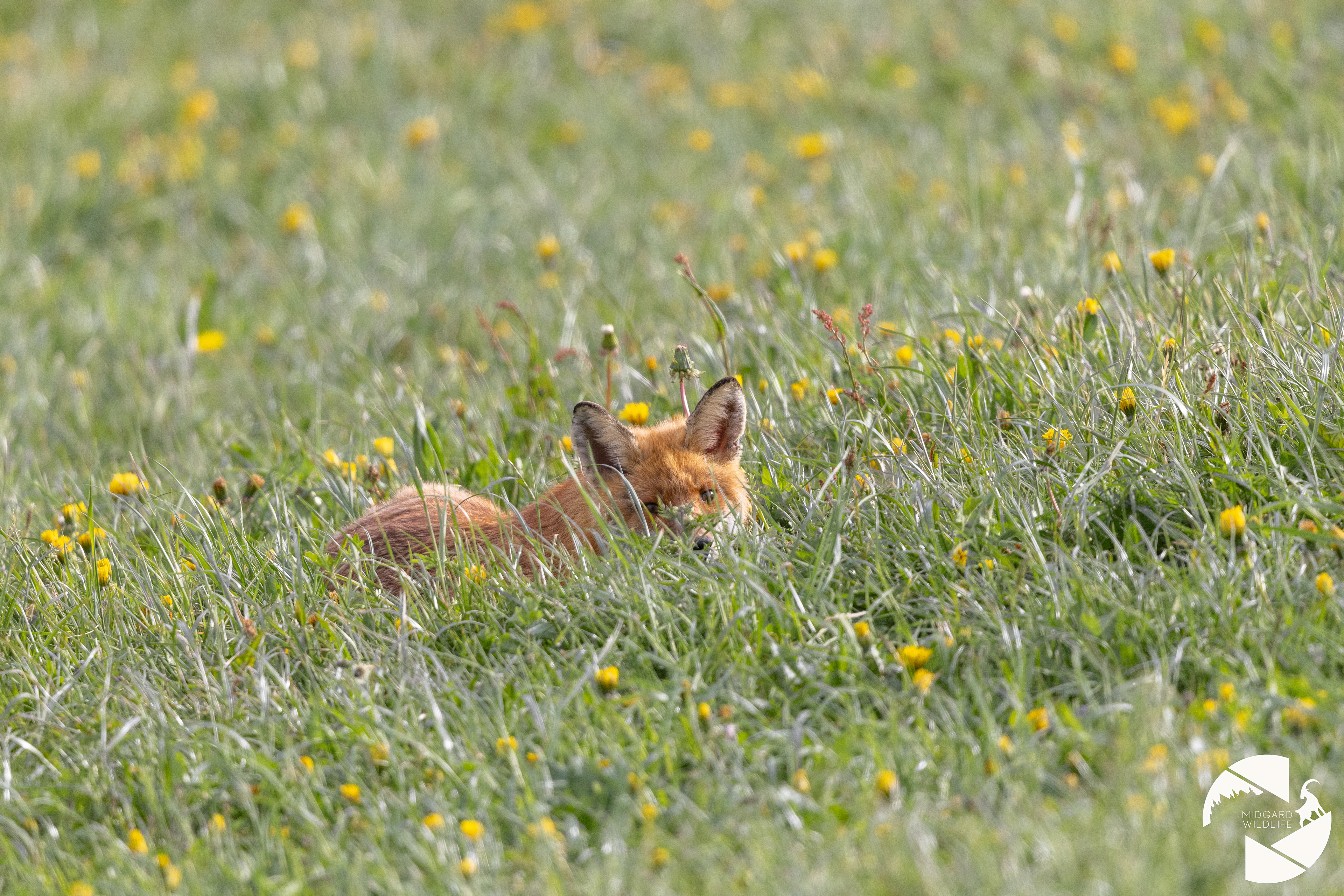 Renard