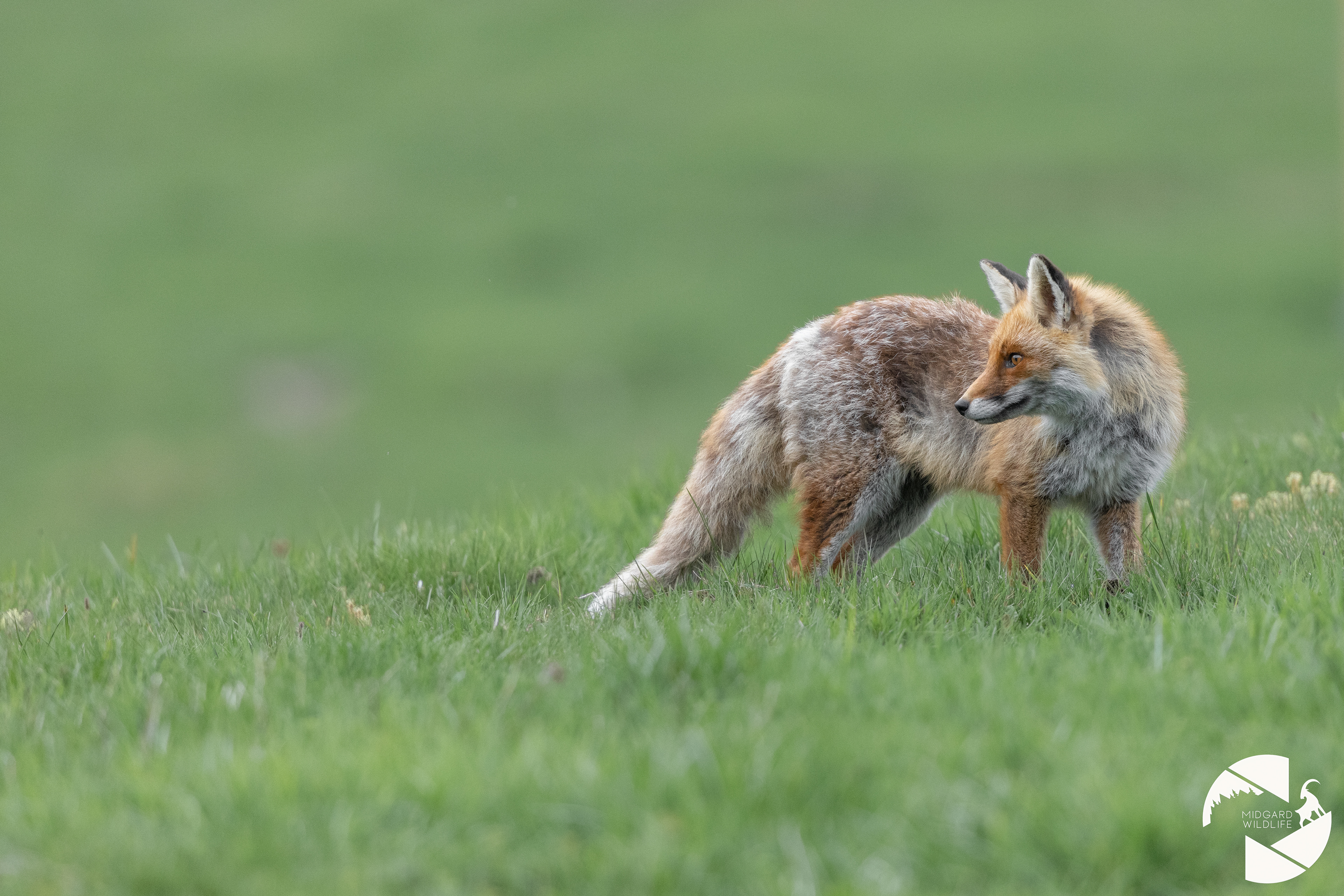 Renard