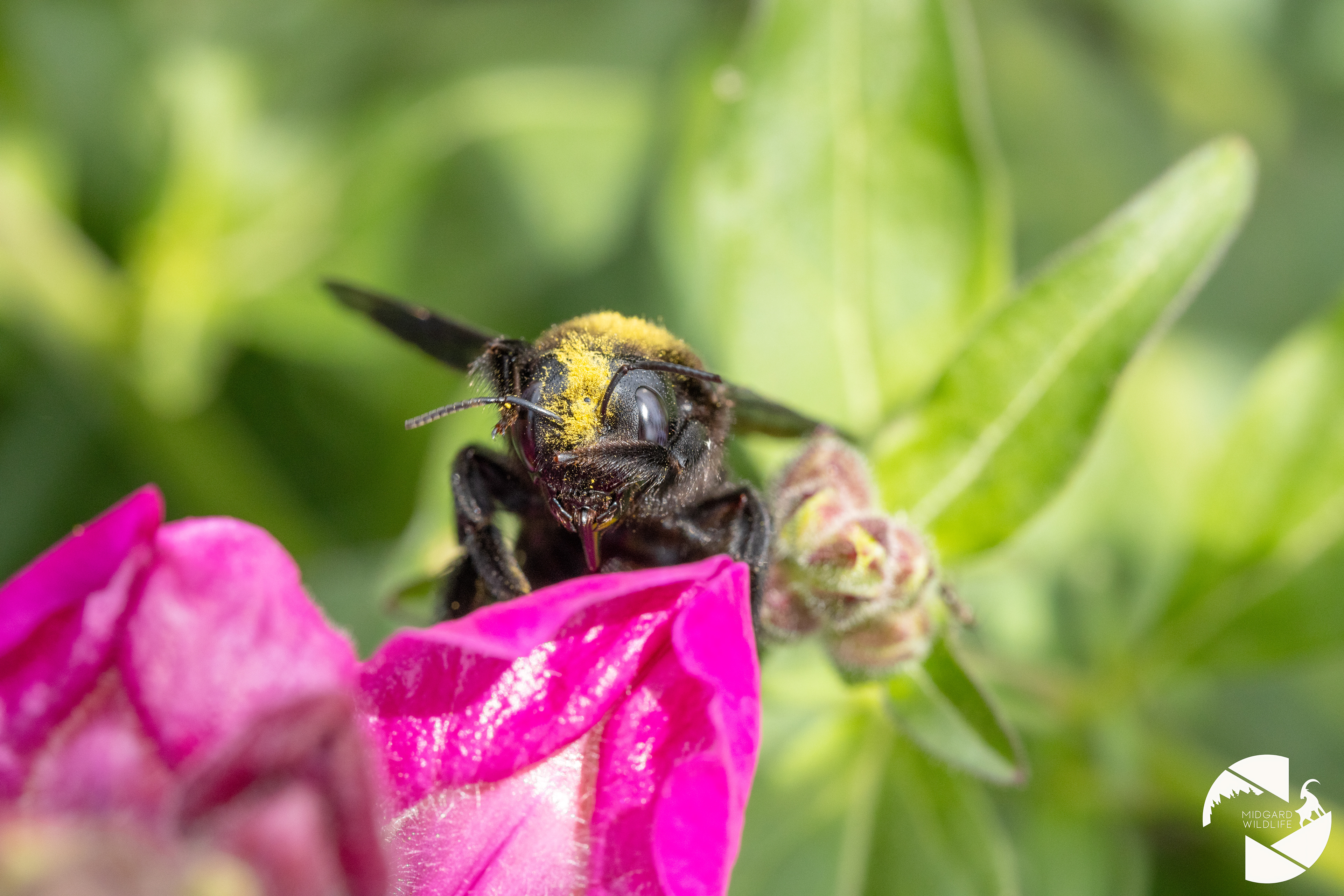 Abeille charpentière