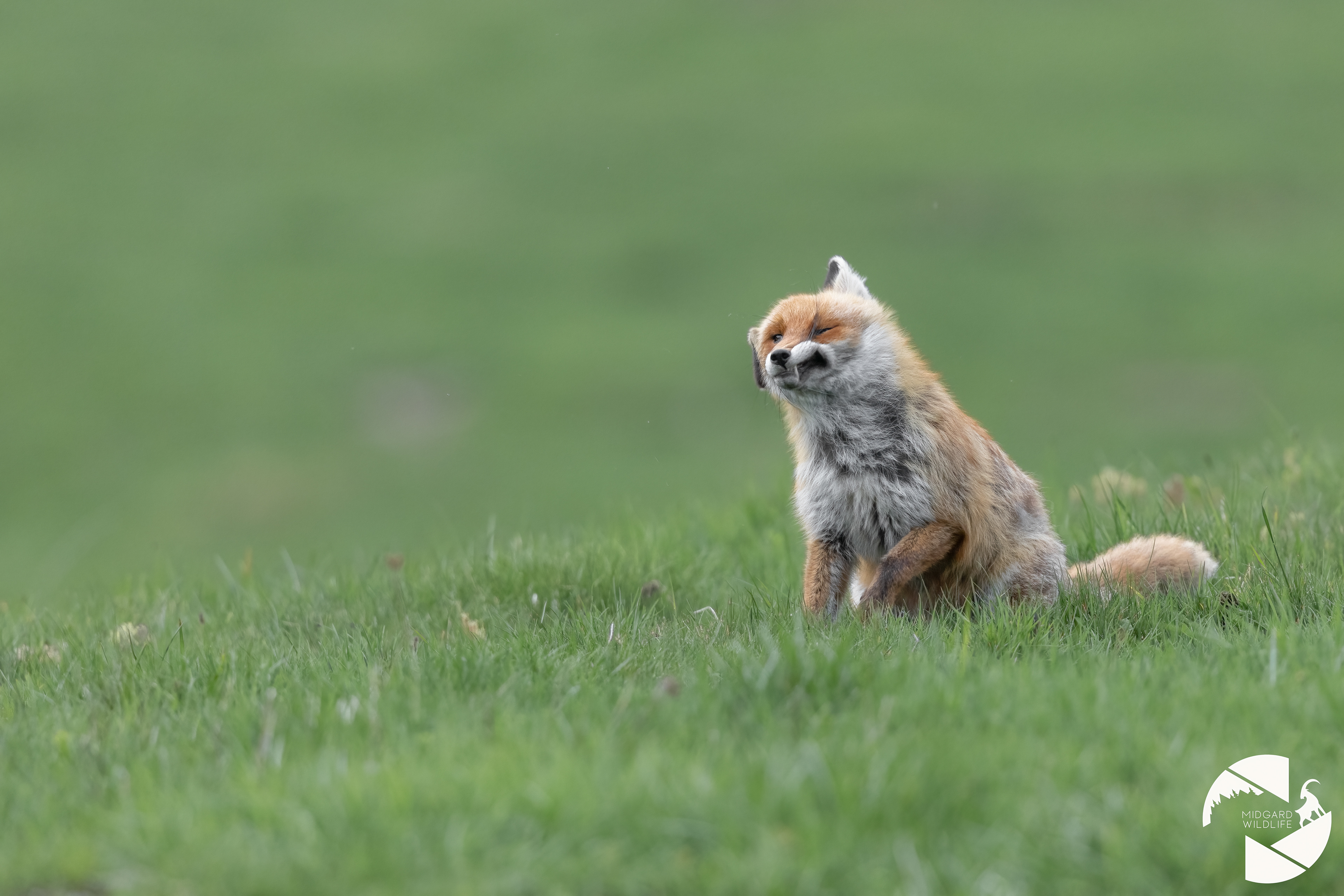 Renard