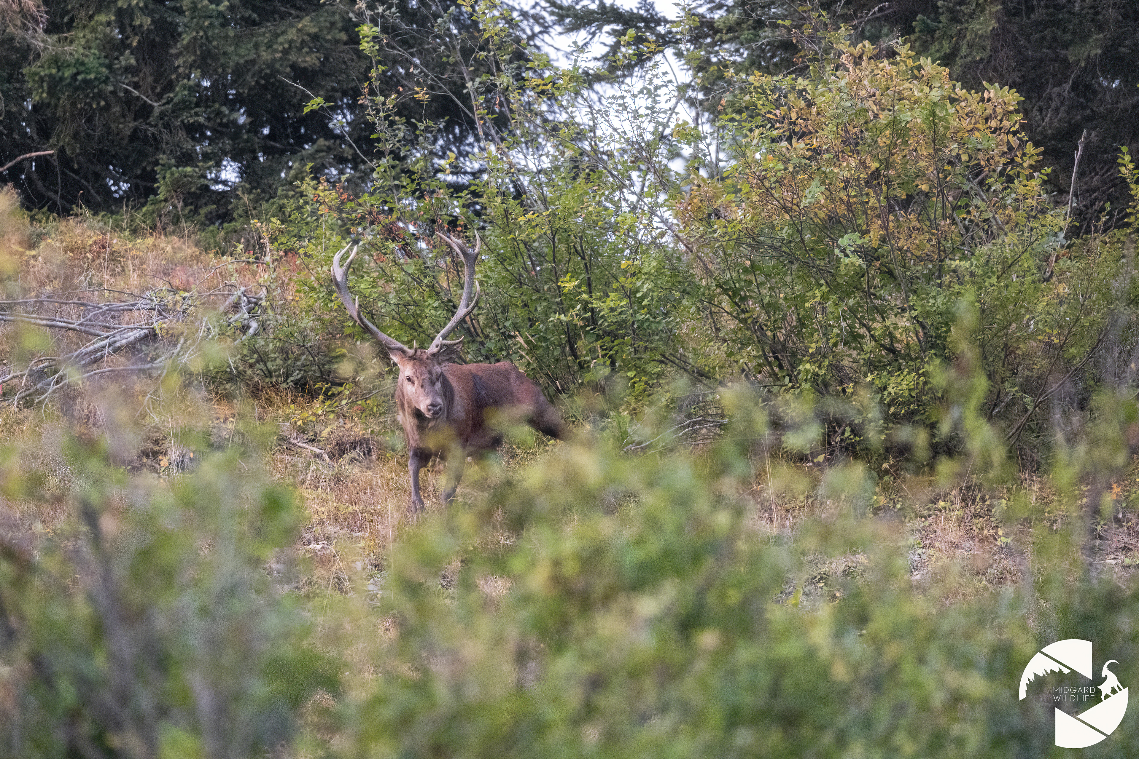 Cerf
