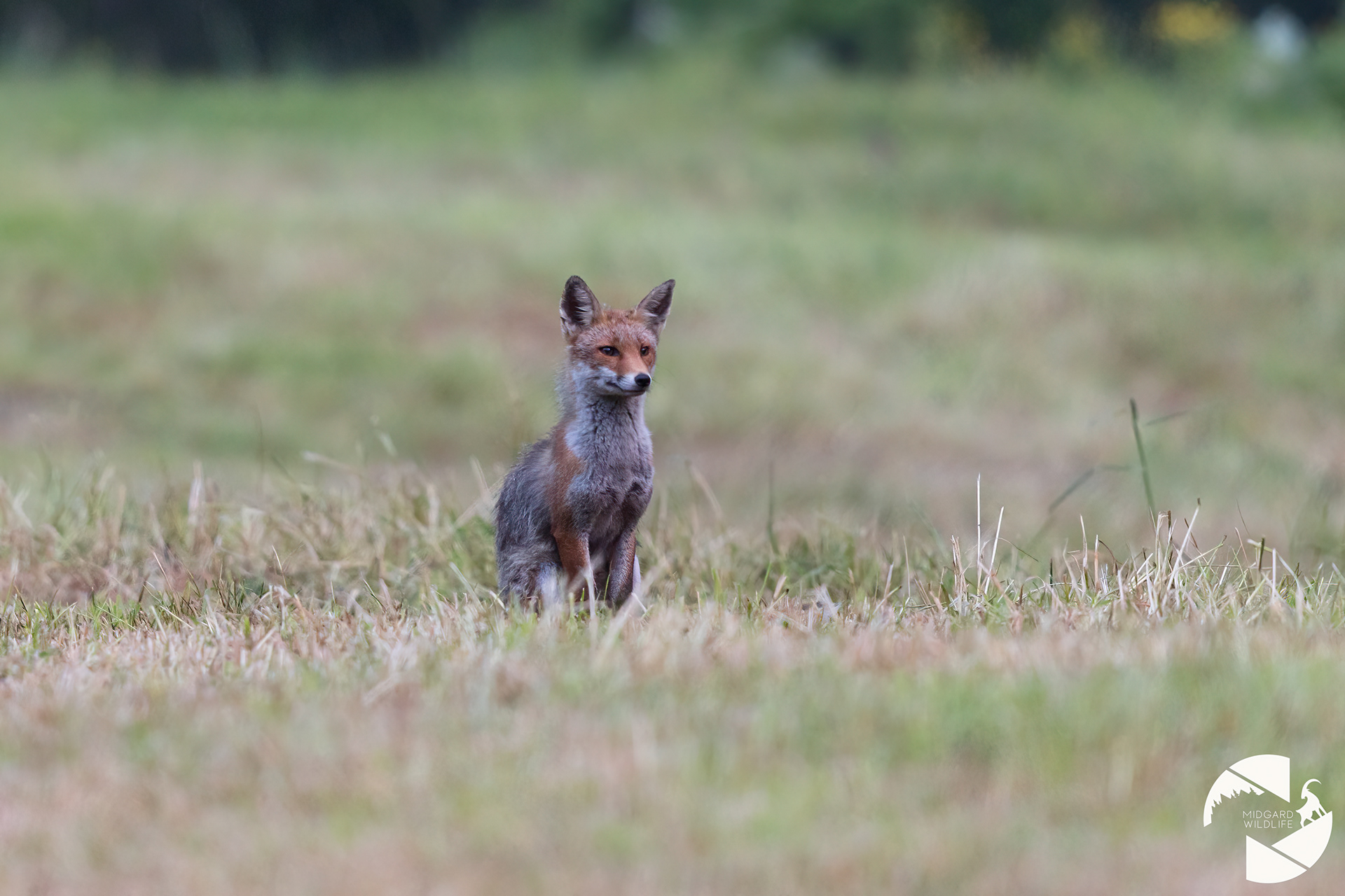 Renard roux