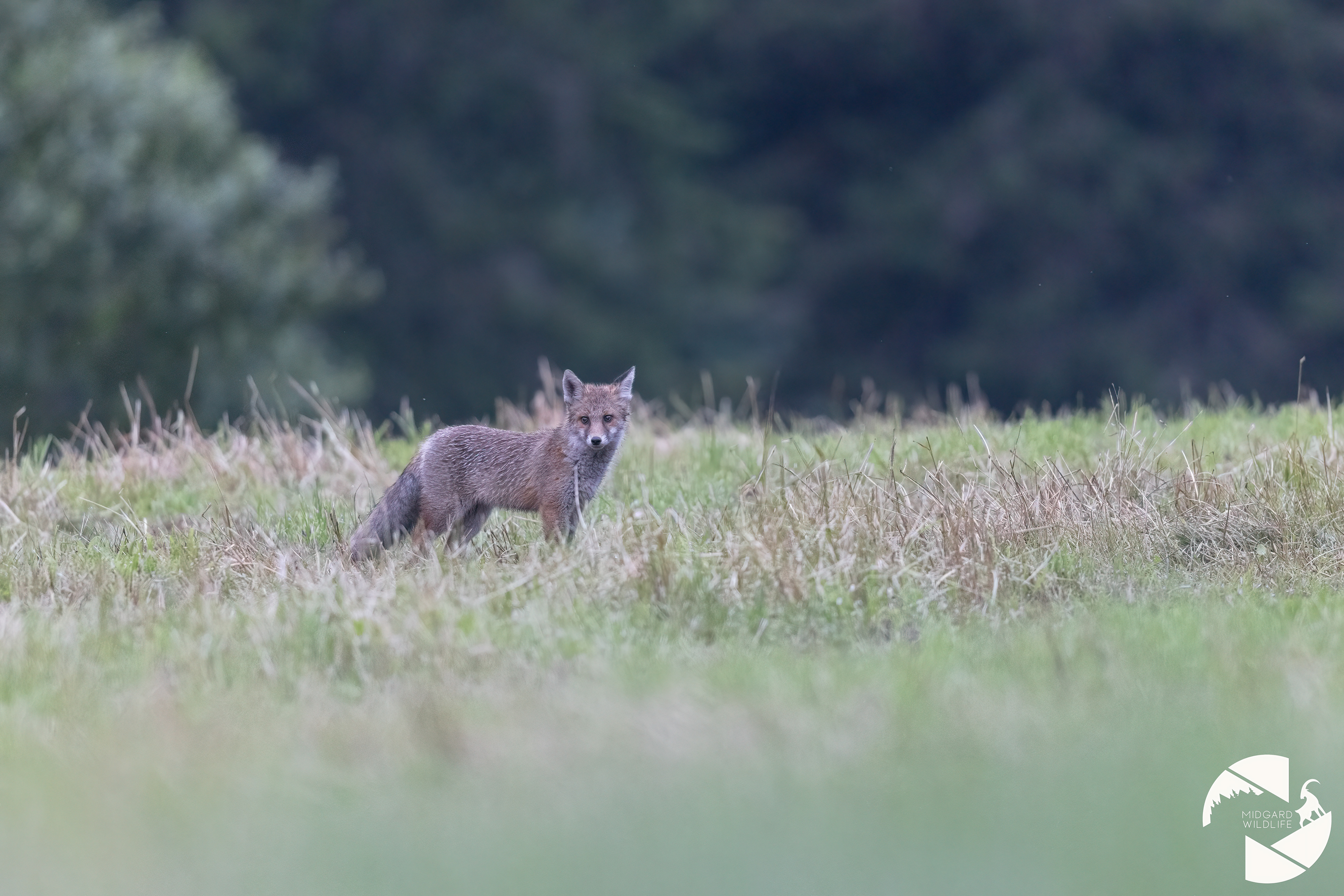 Renard