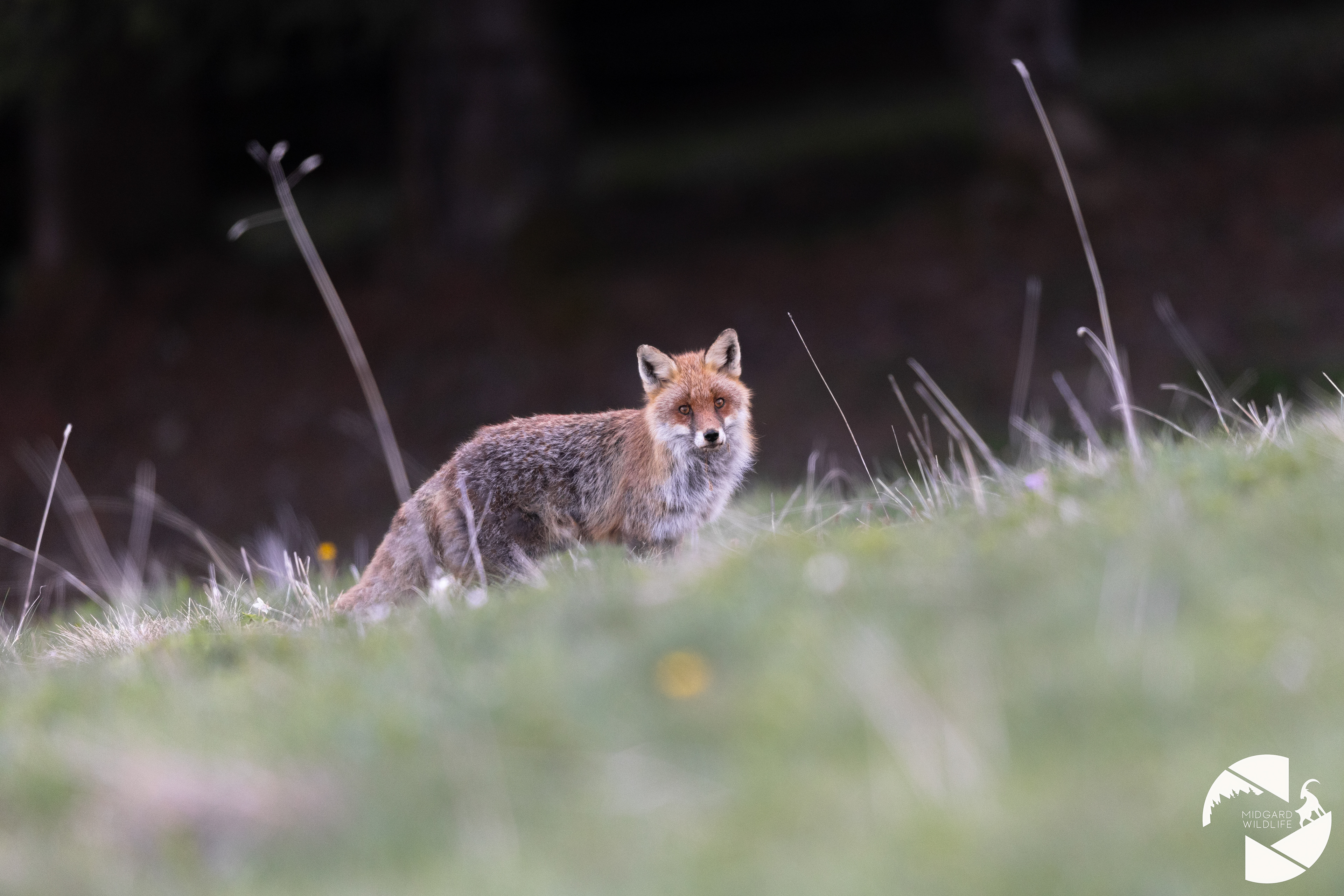 Renard