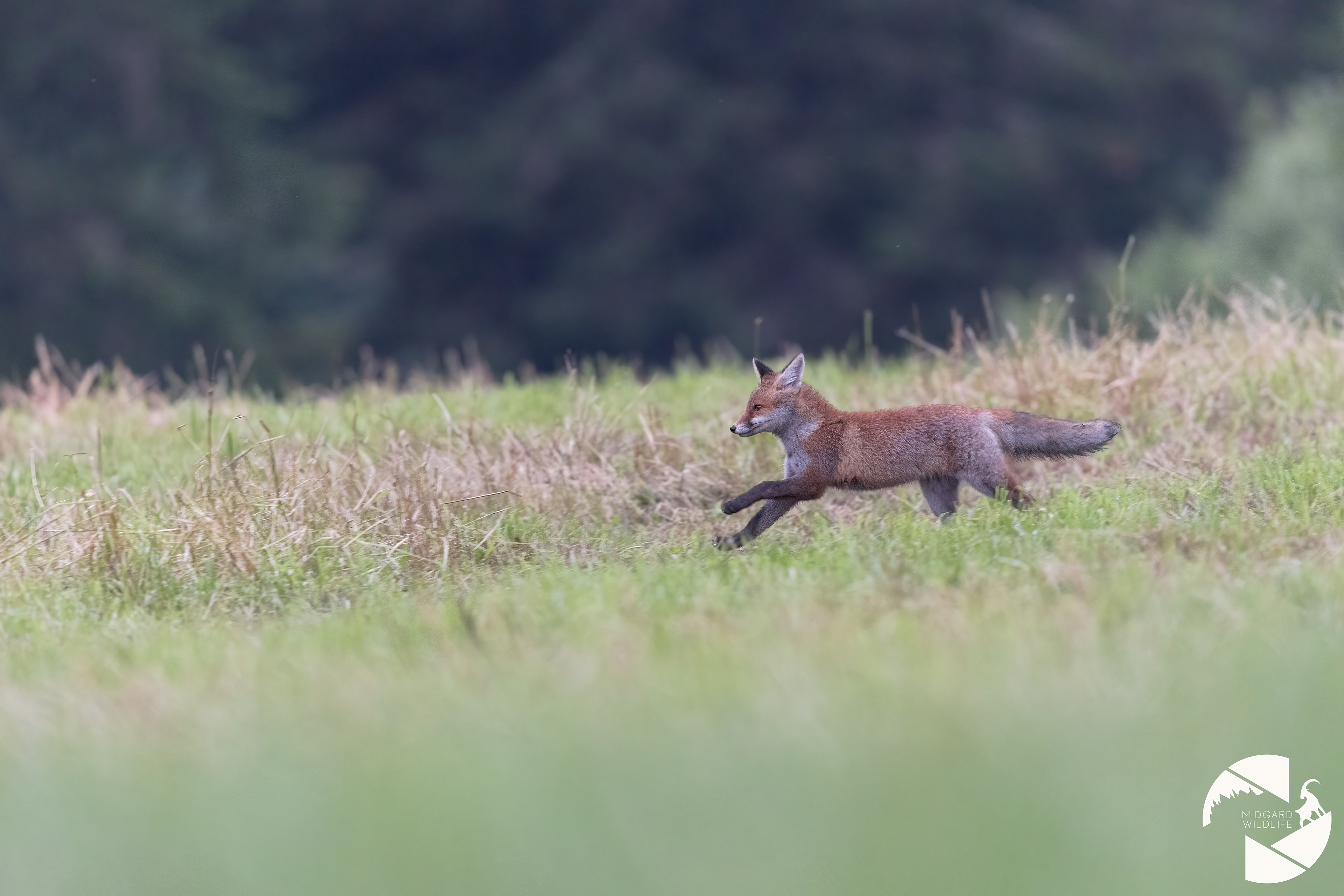 Renard