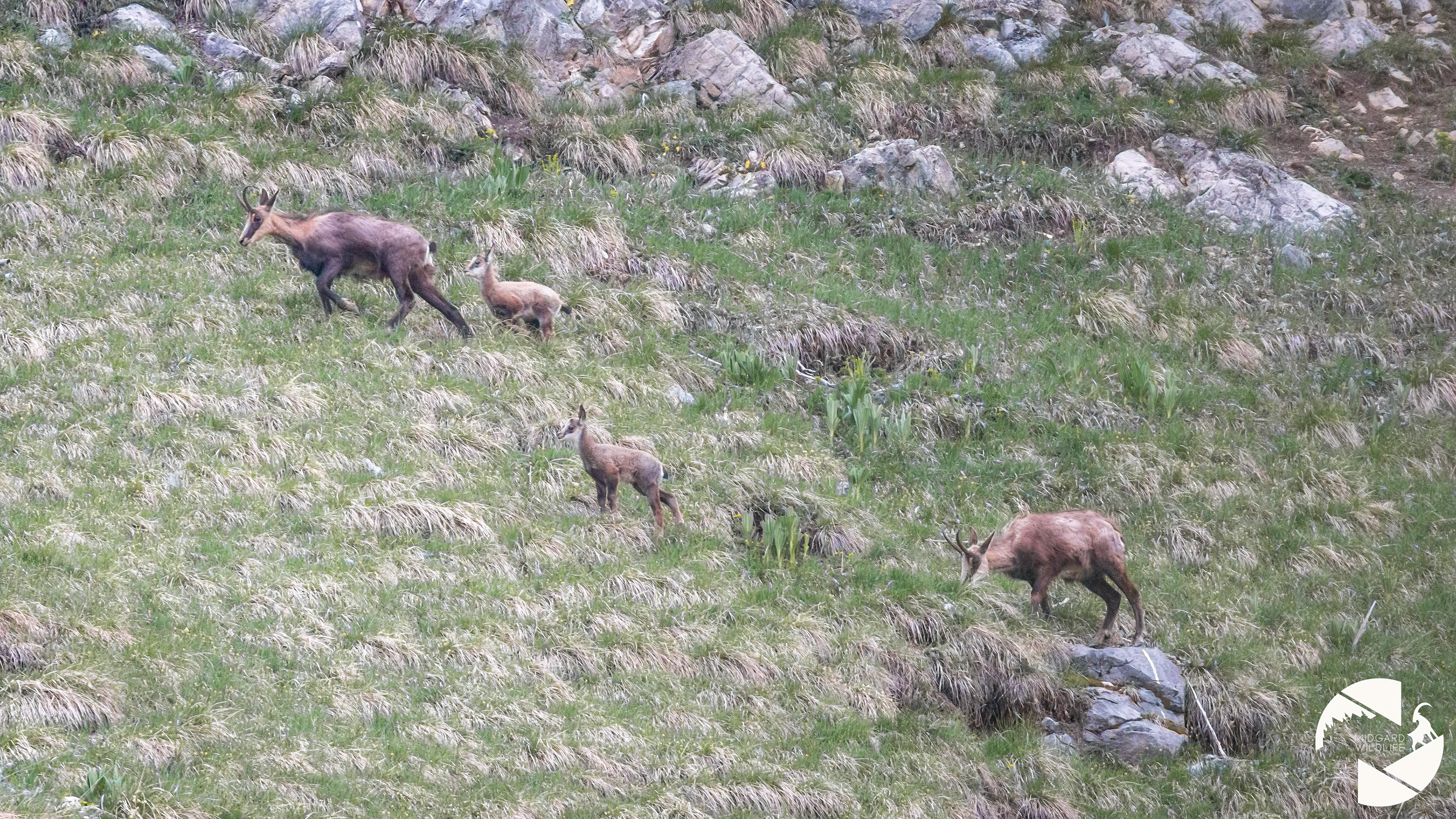 Chamois