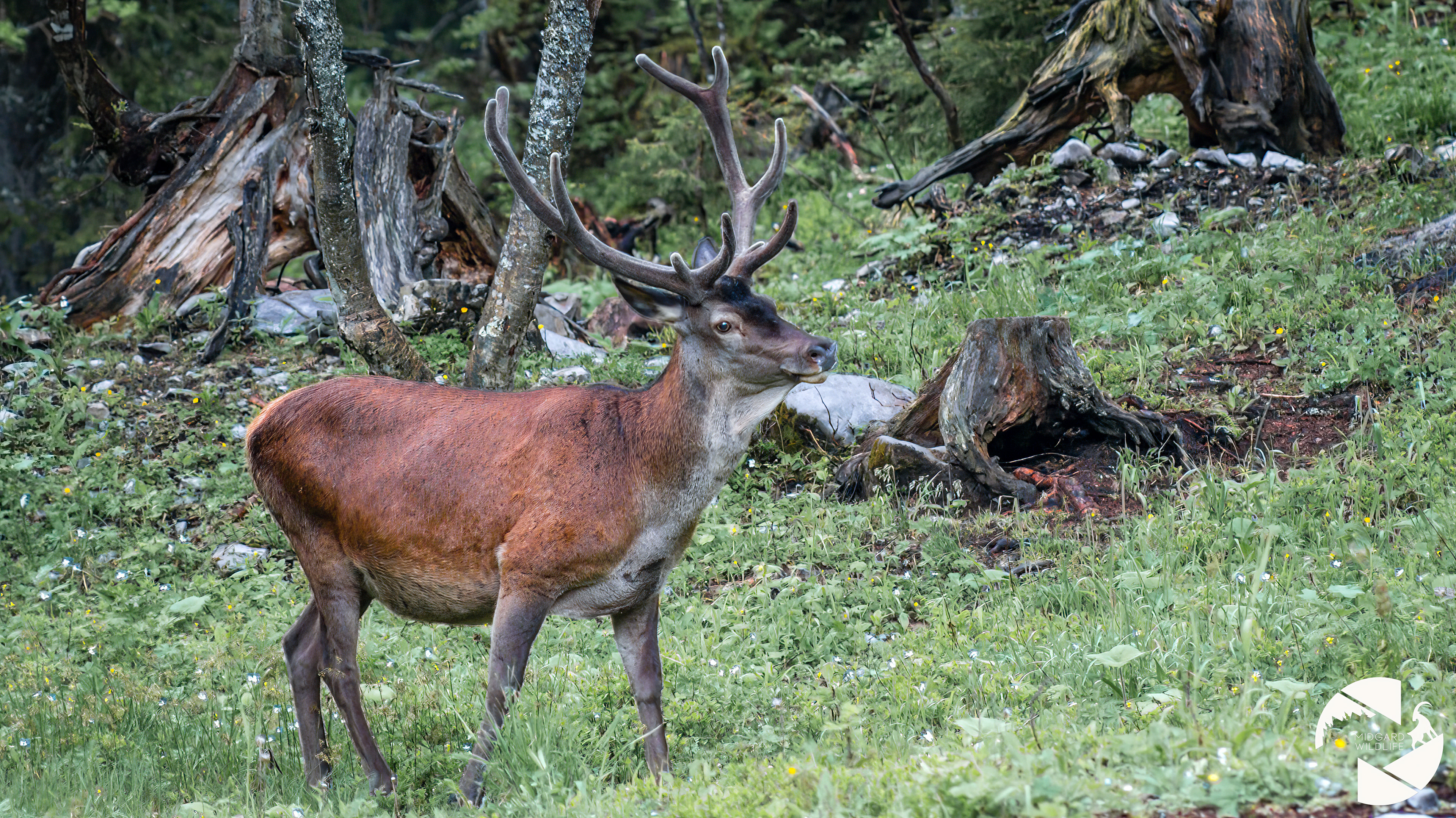 Cerf élaphe