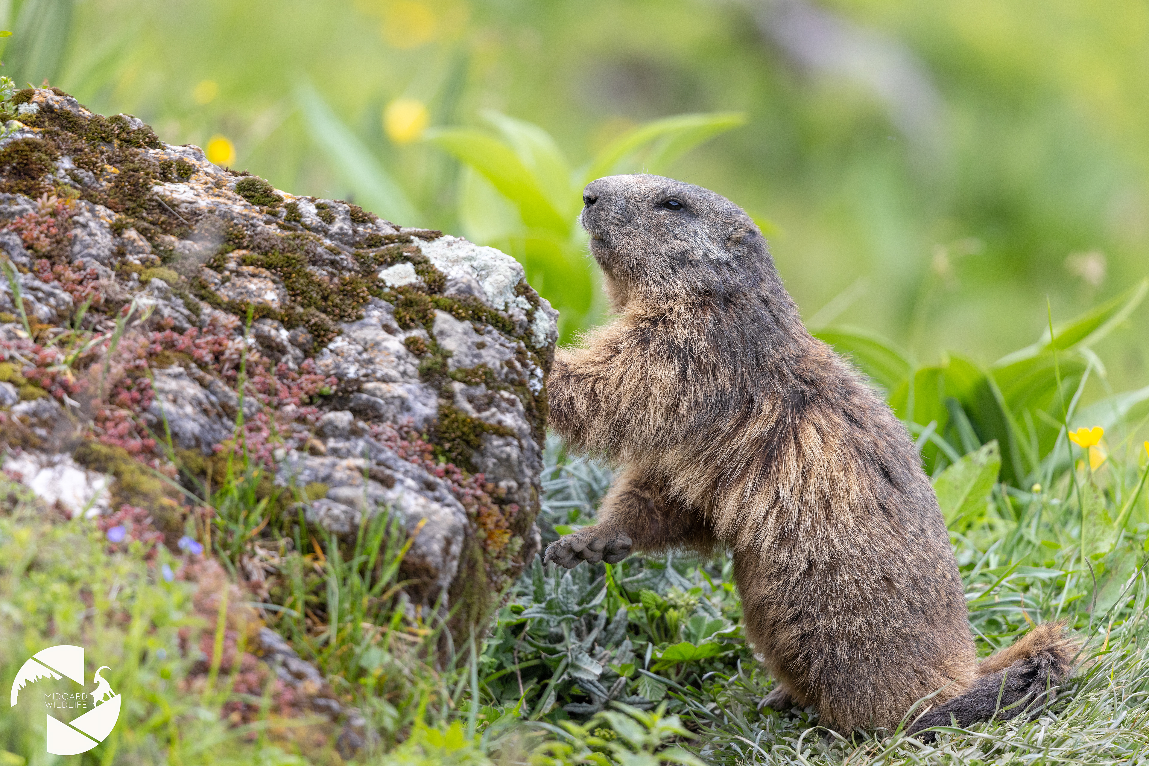 Marmotte